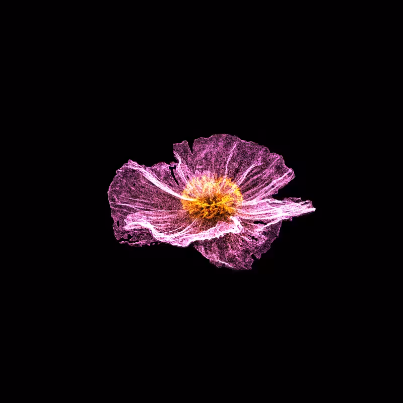 White Poppy 30 #185