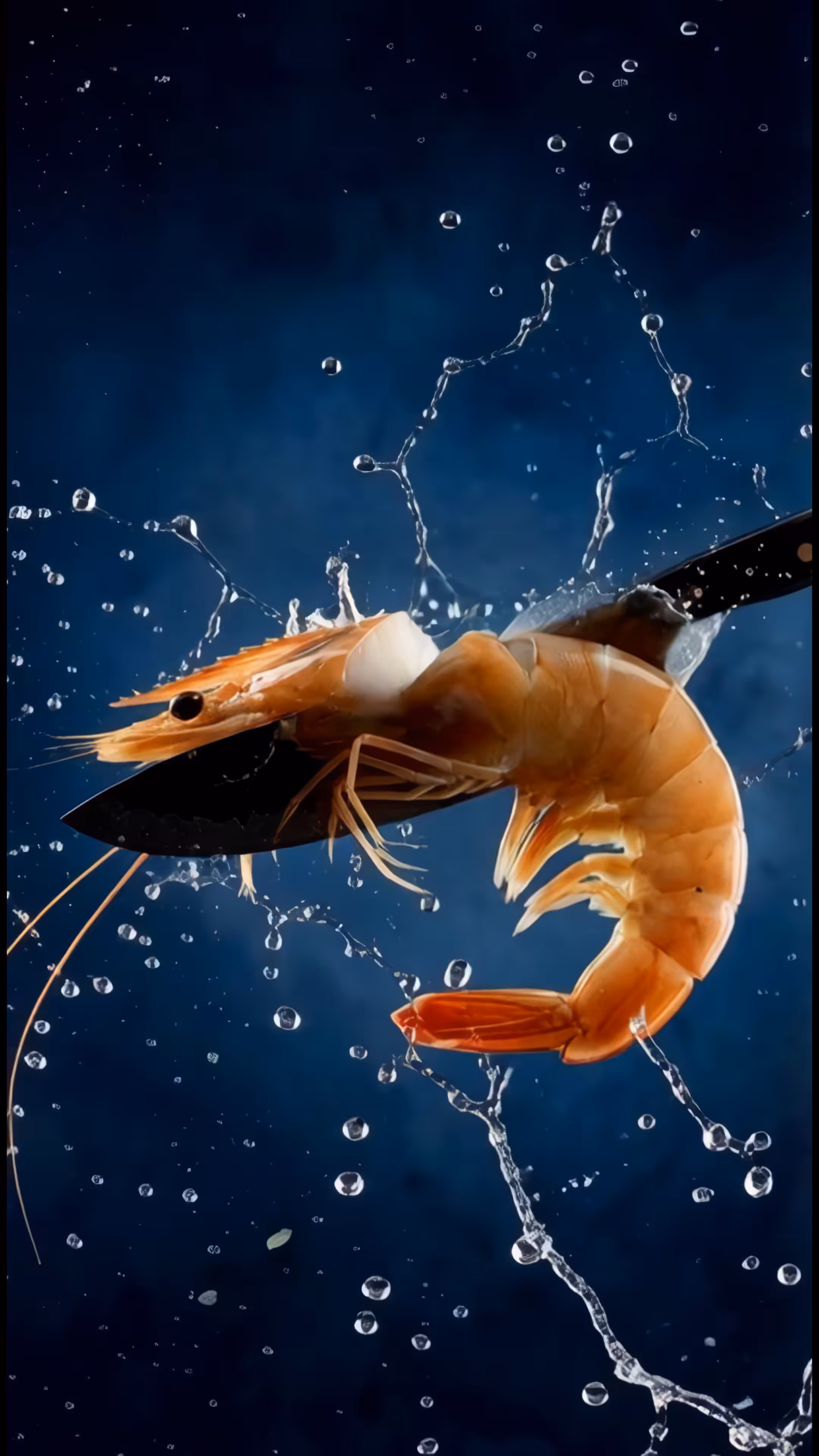 CHOP Shrimp