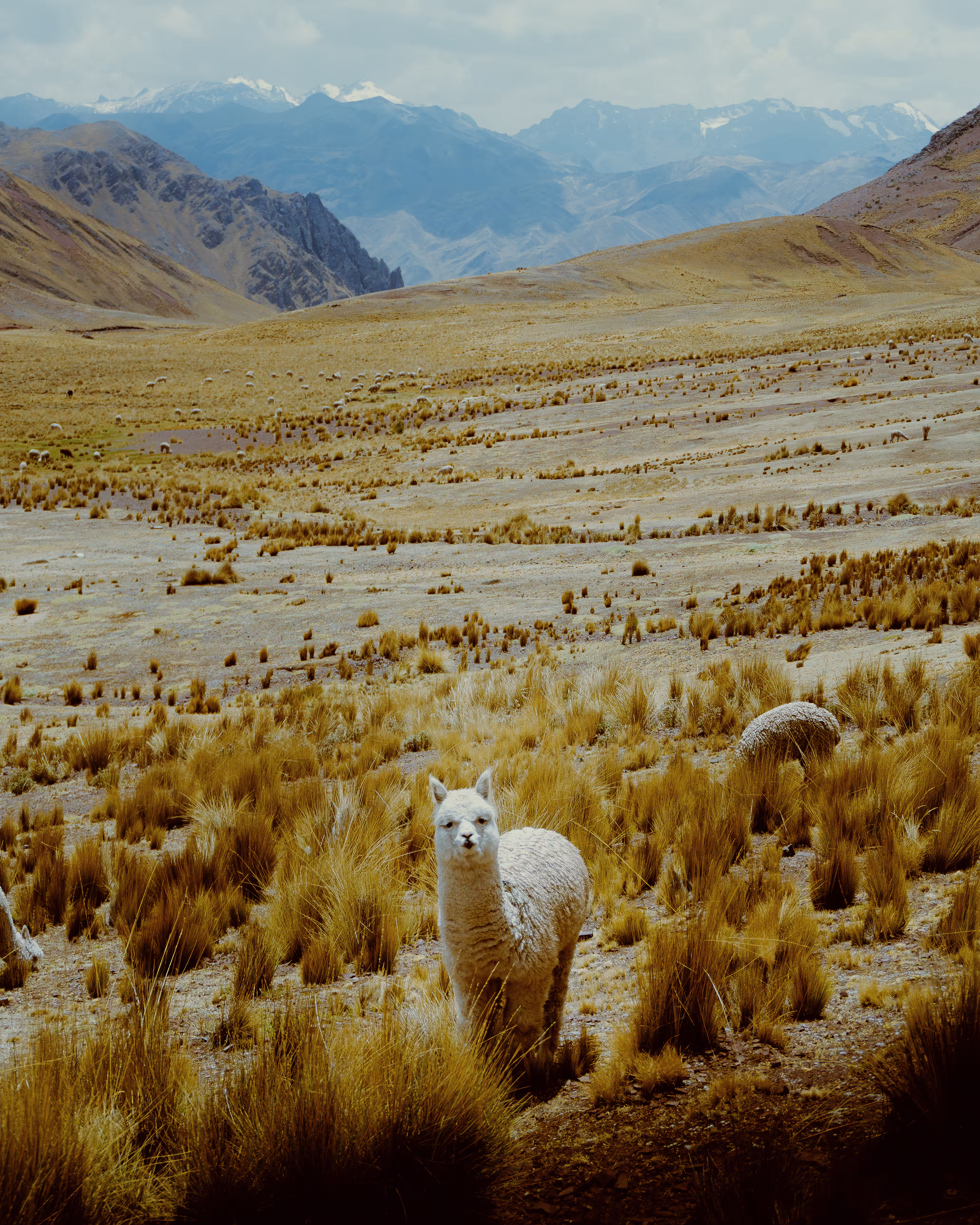 Andean Angel