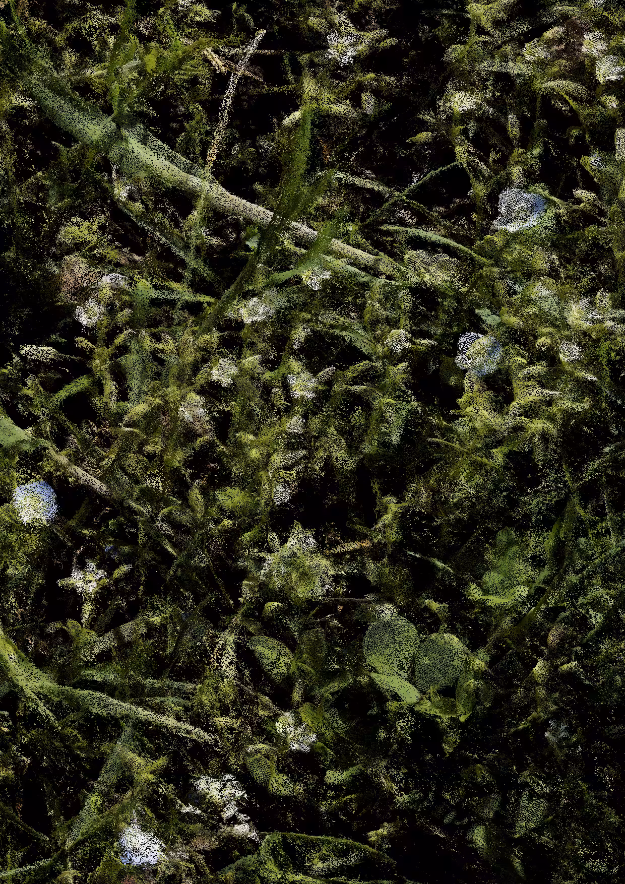 Overgrowth 0359