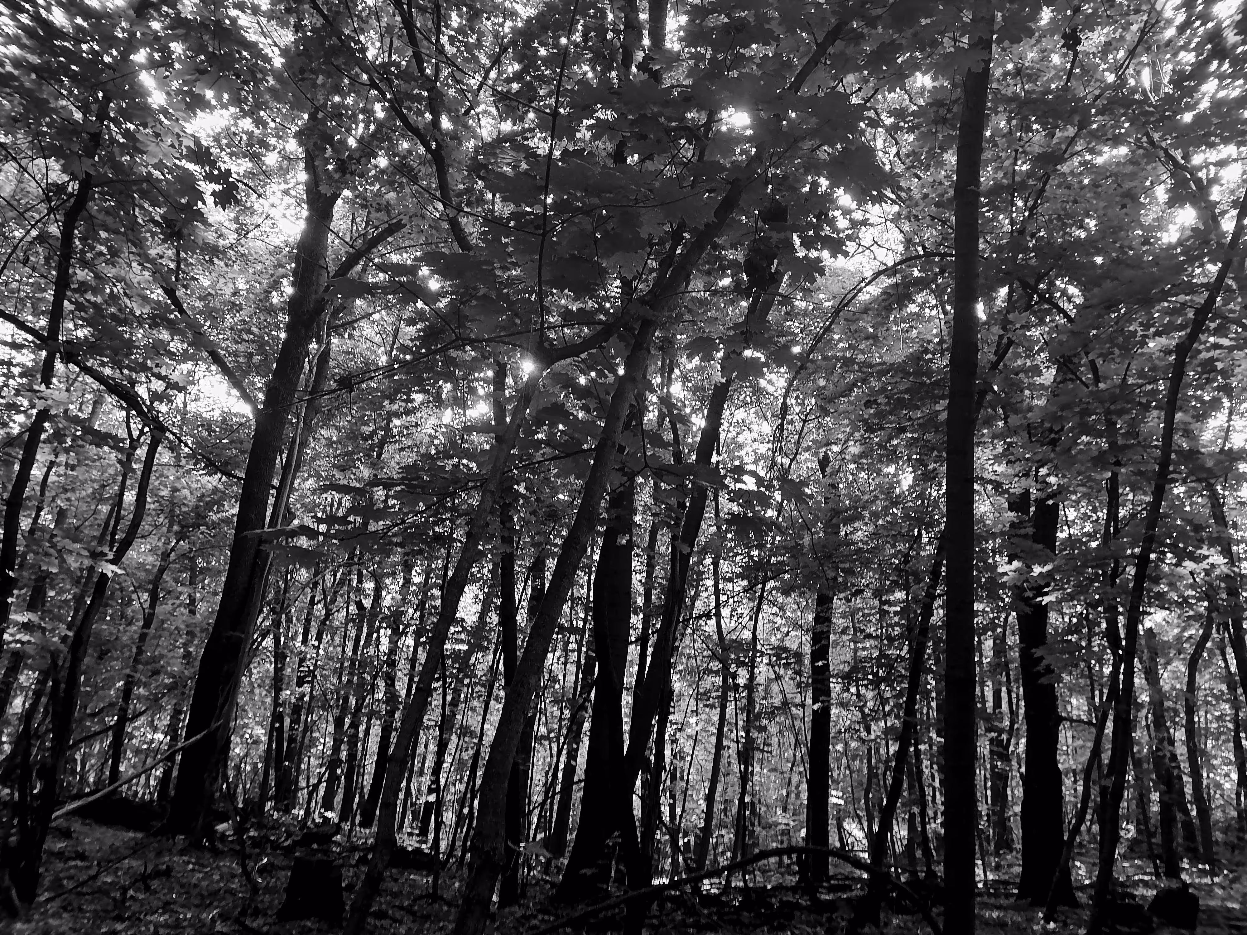 In the forest