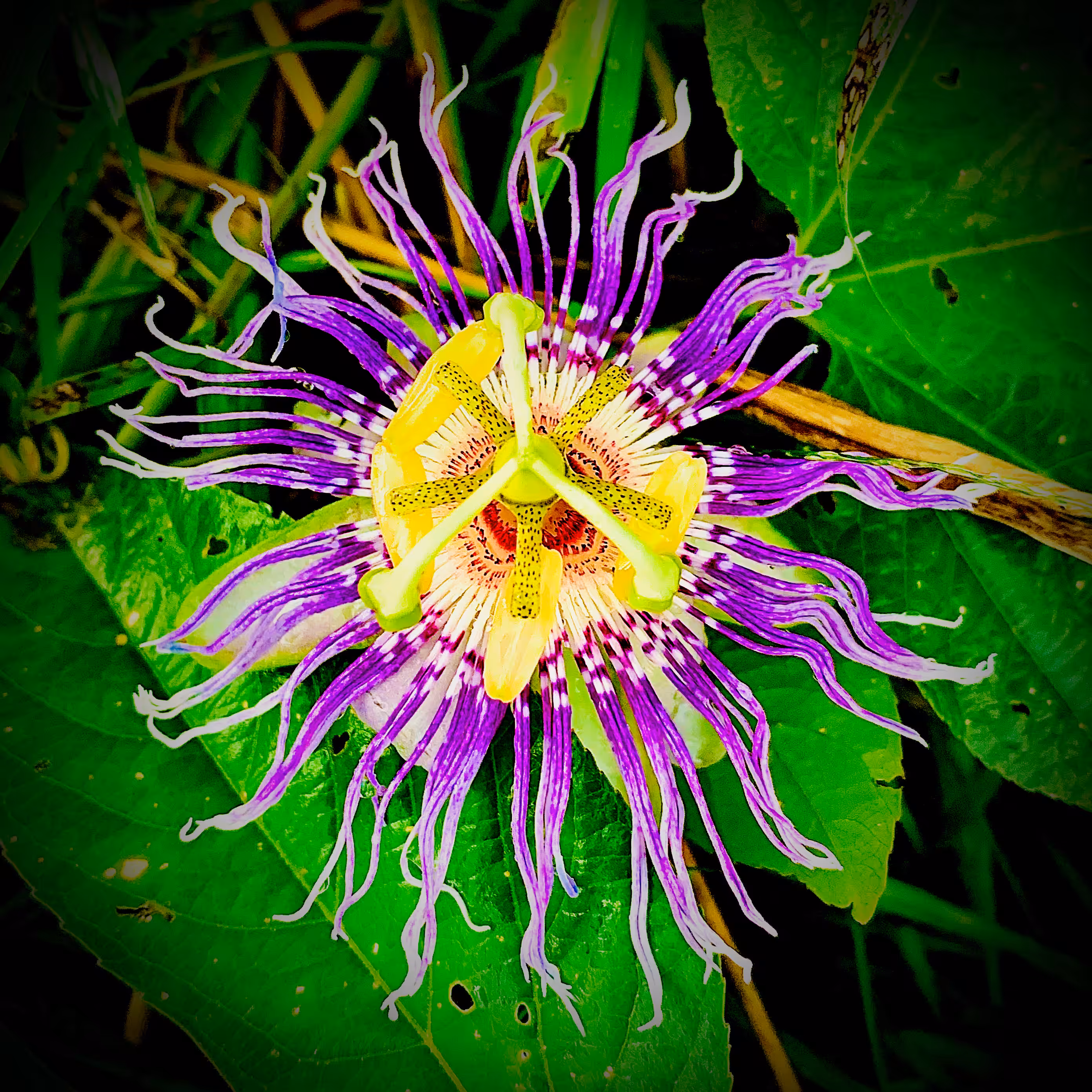 "Passion Flower"