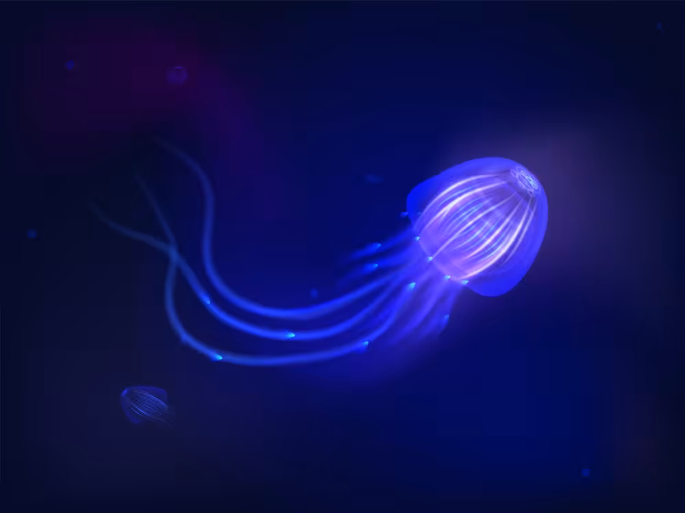 Jellyfish/second shape