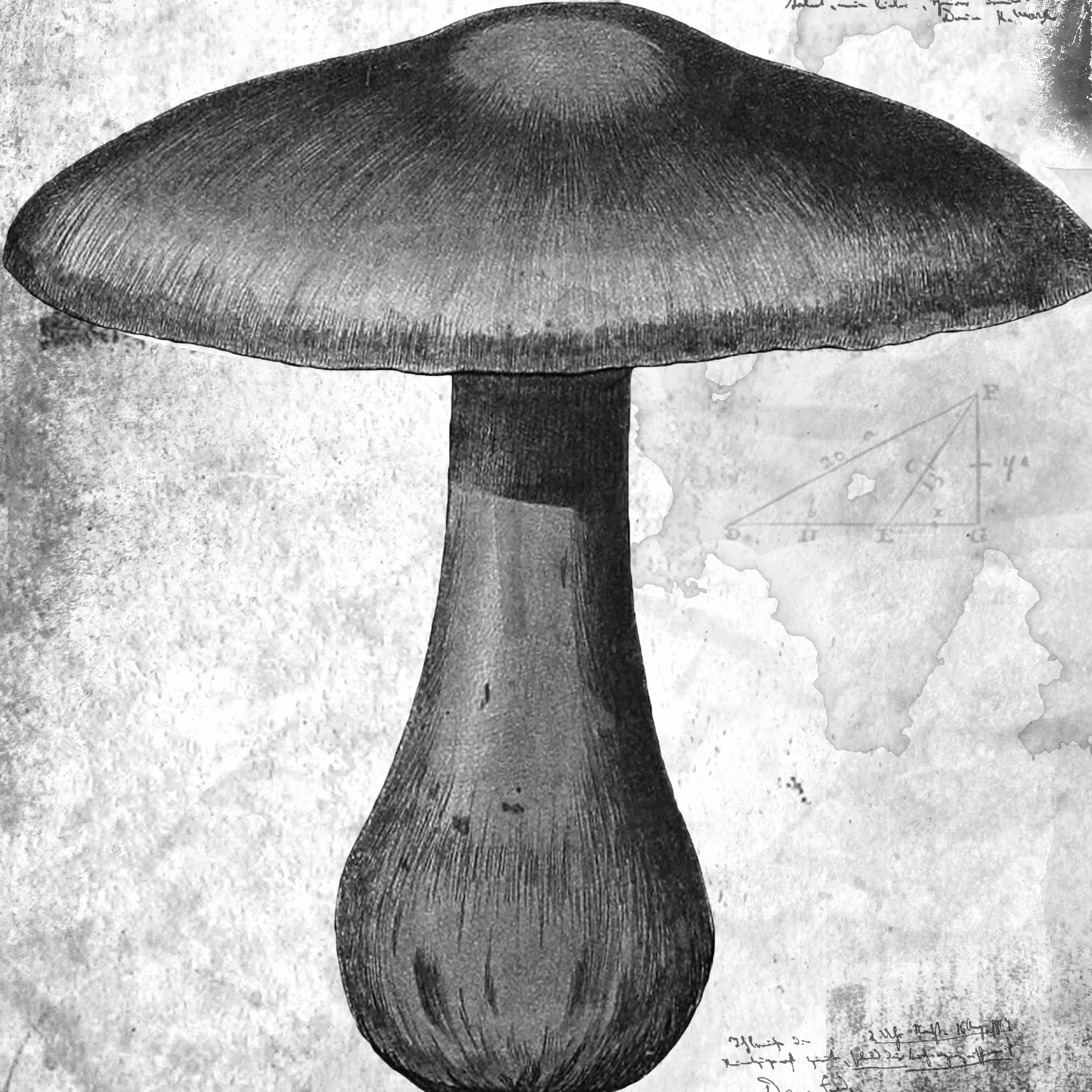 Fungus #5, Lepista Nuda