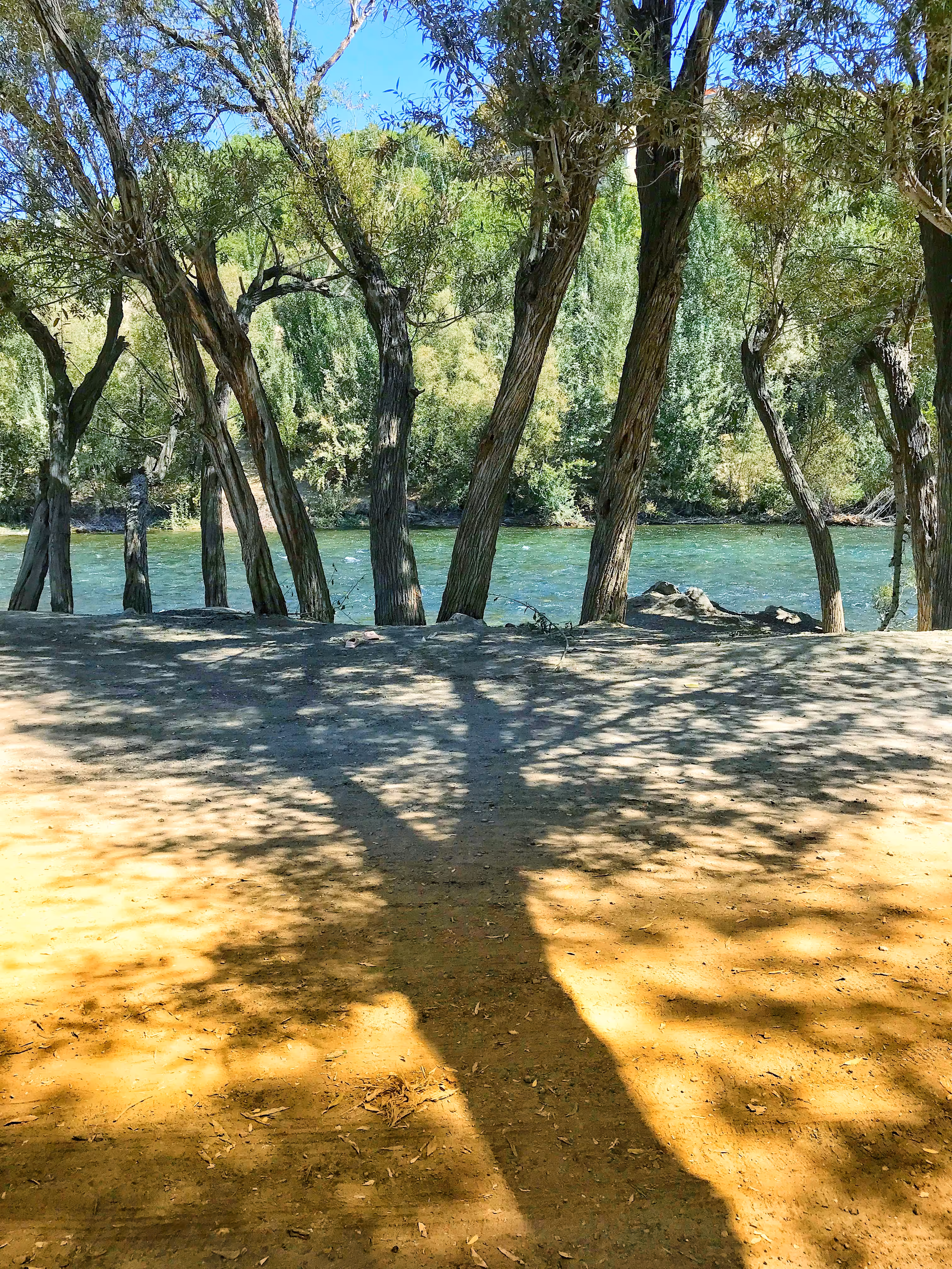 Trees and shadows