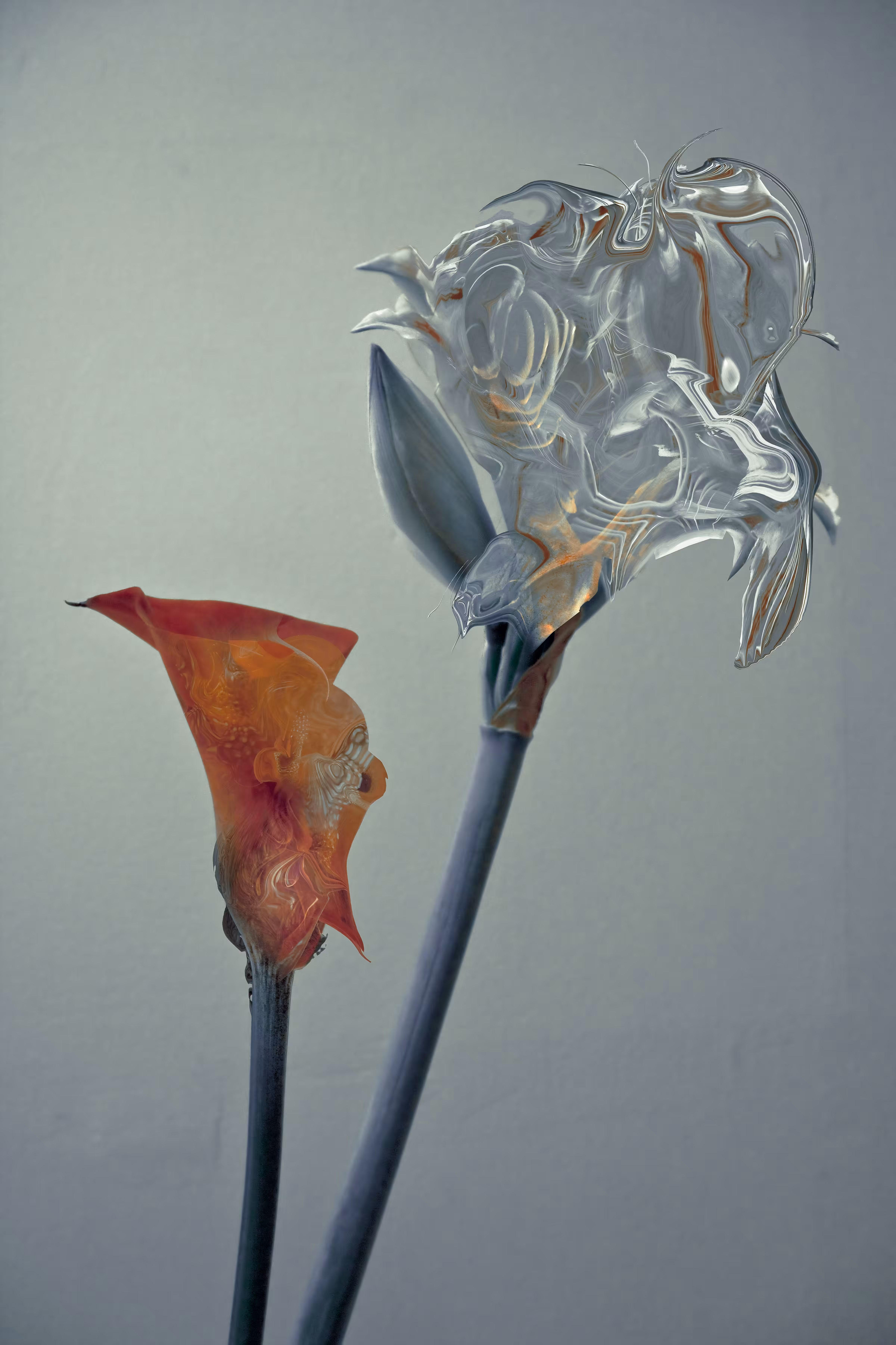 Amaryllis and Calla
