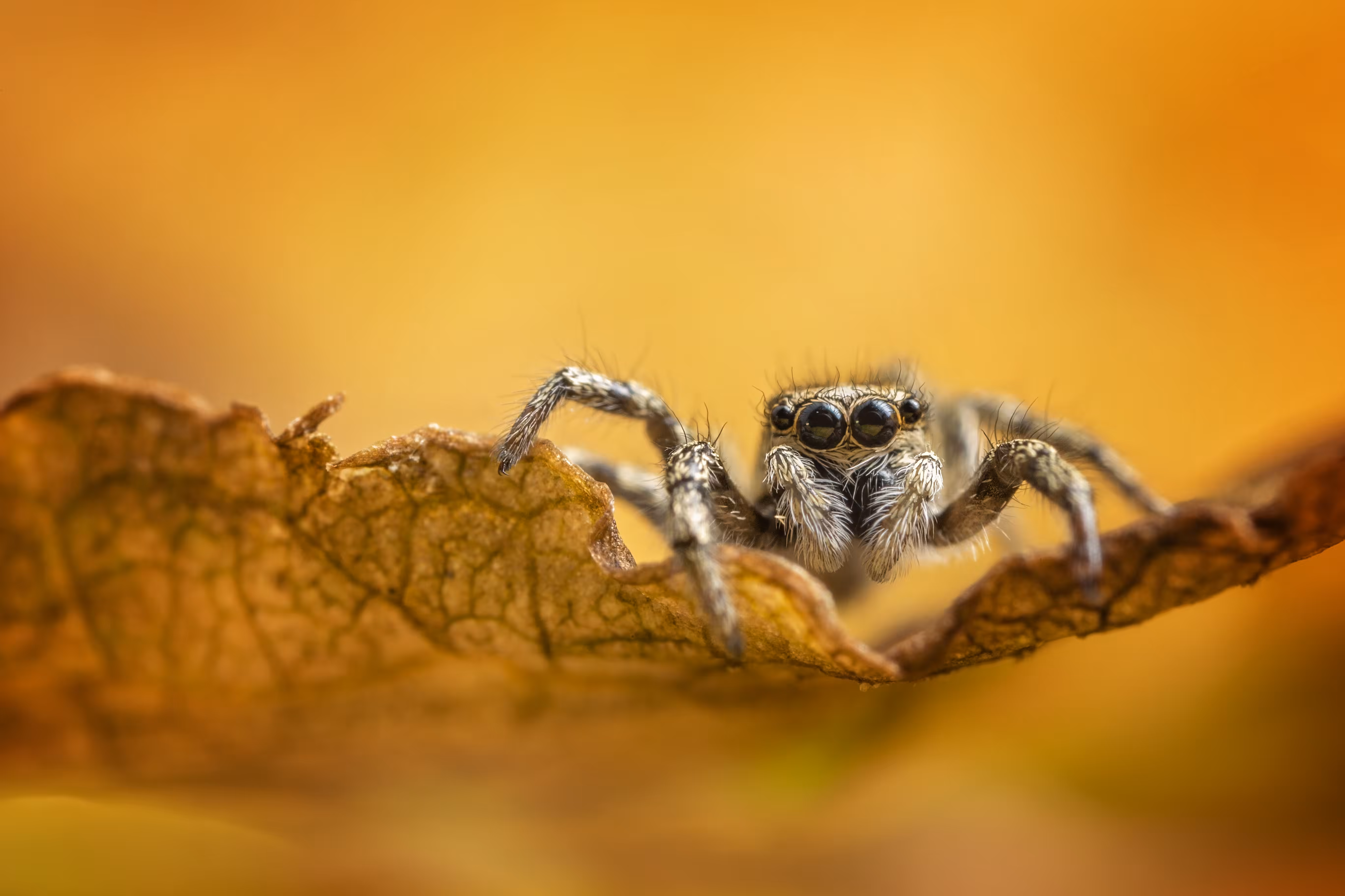 Autumn Jumper