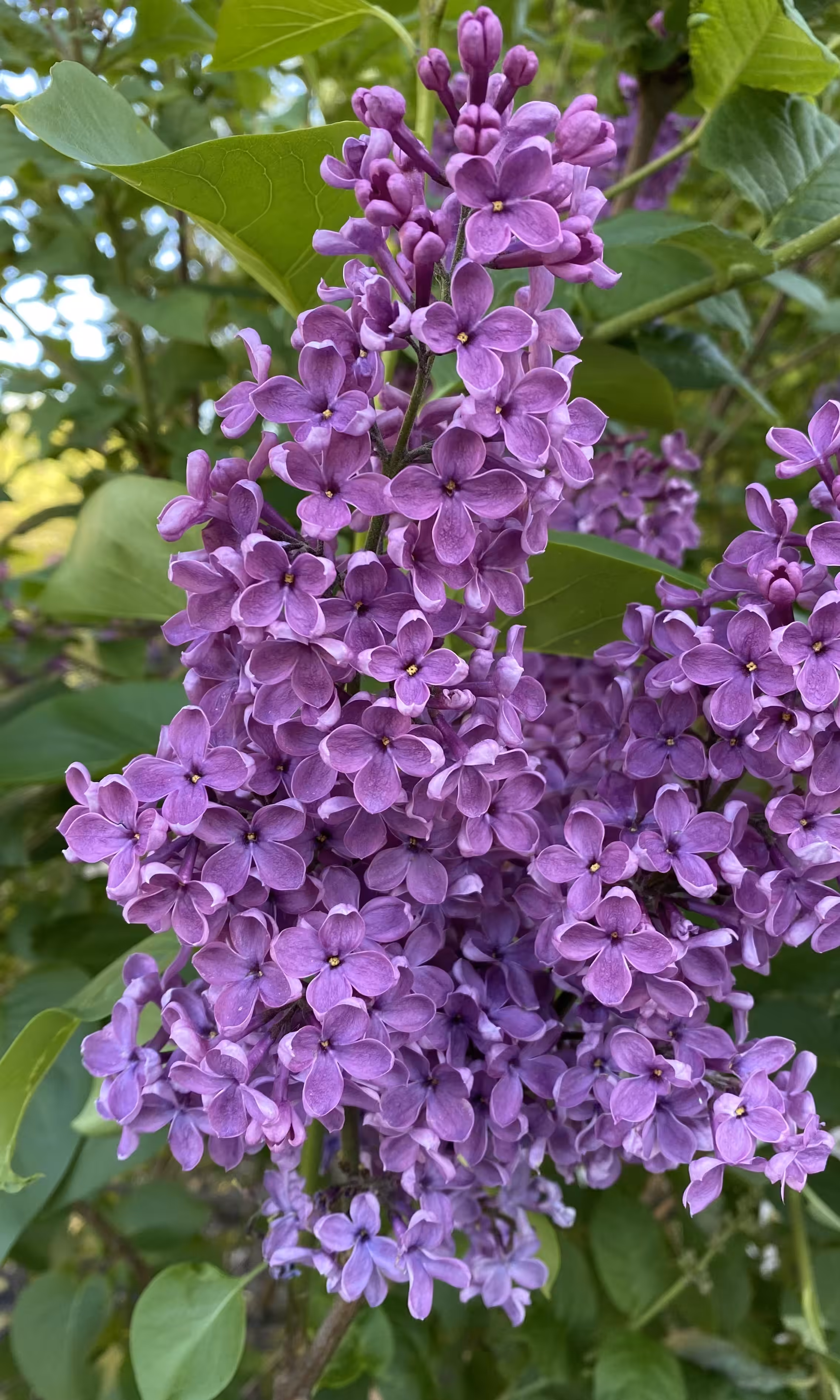 Lilac scent