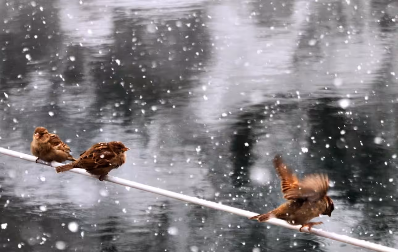  Sparrows’ Winter Dance