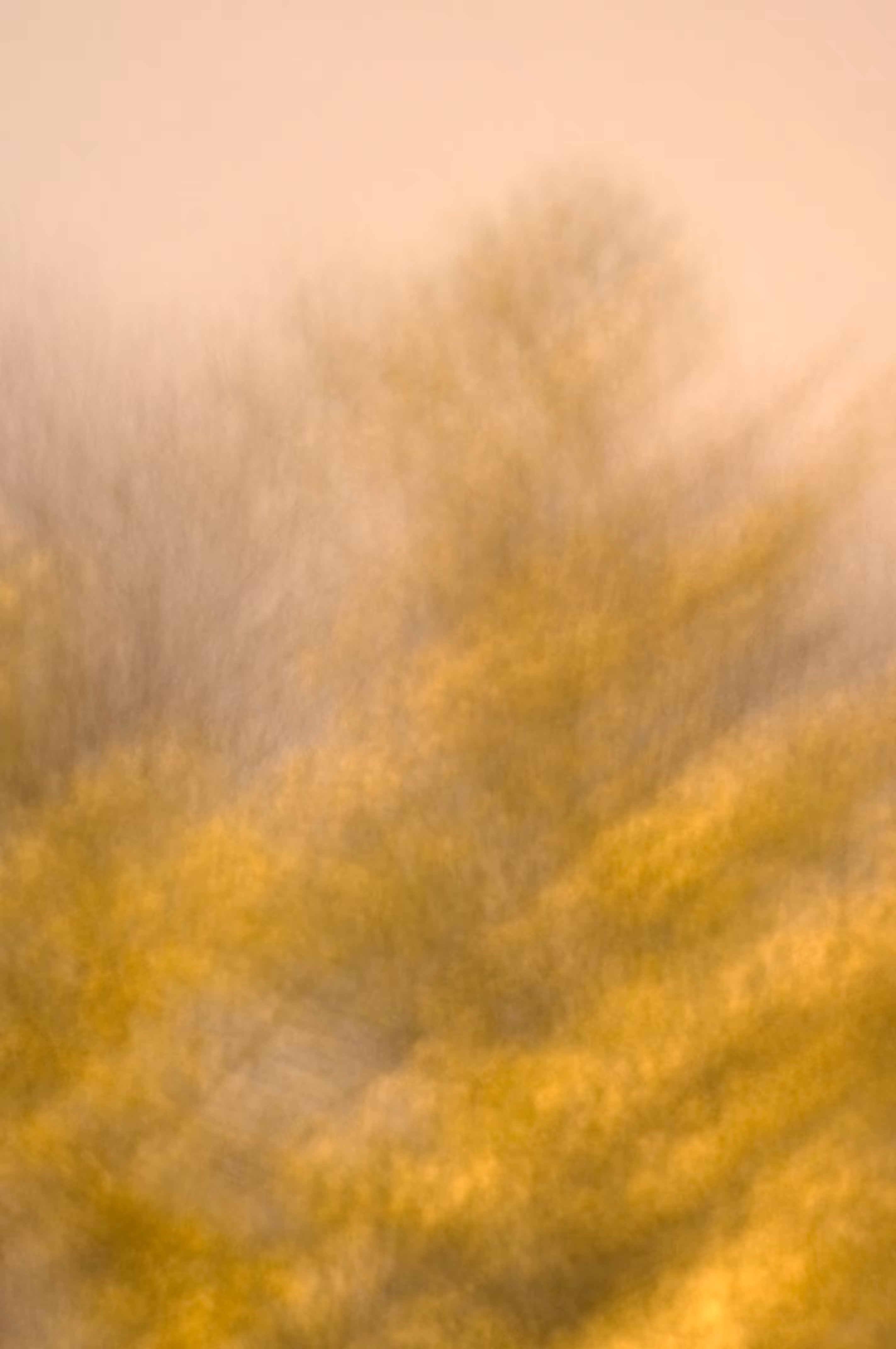Yellow-Leaved Tree Abstract