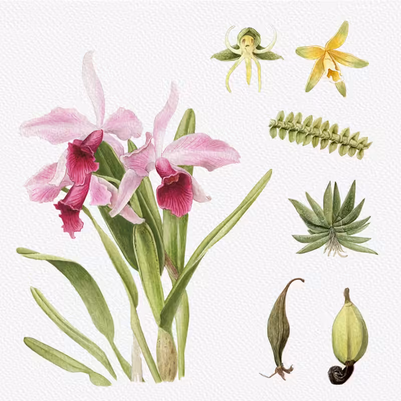 Botanical Illustration - Orchids 1 #51