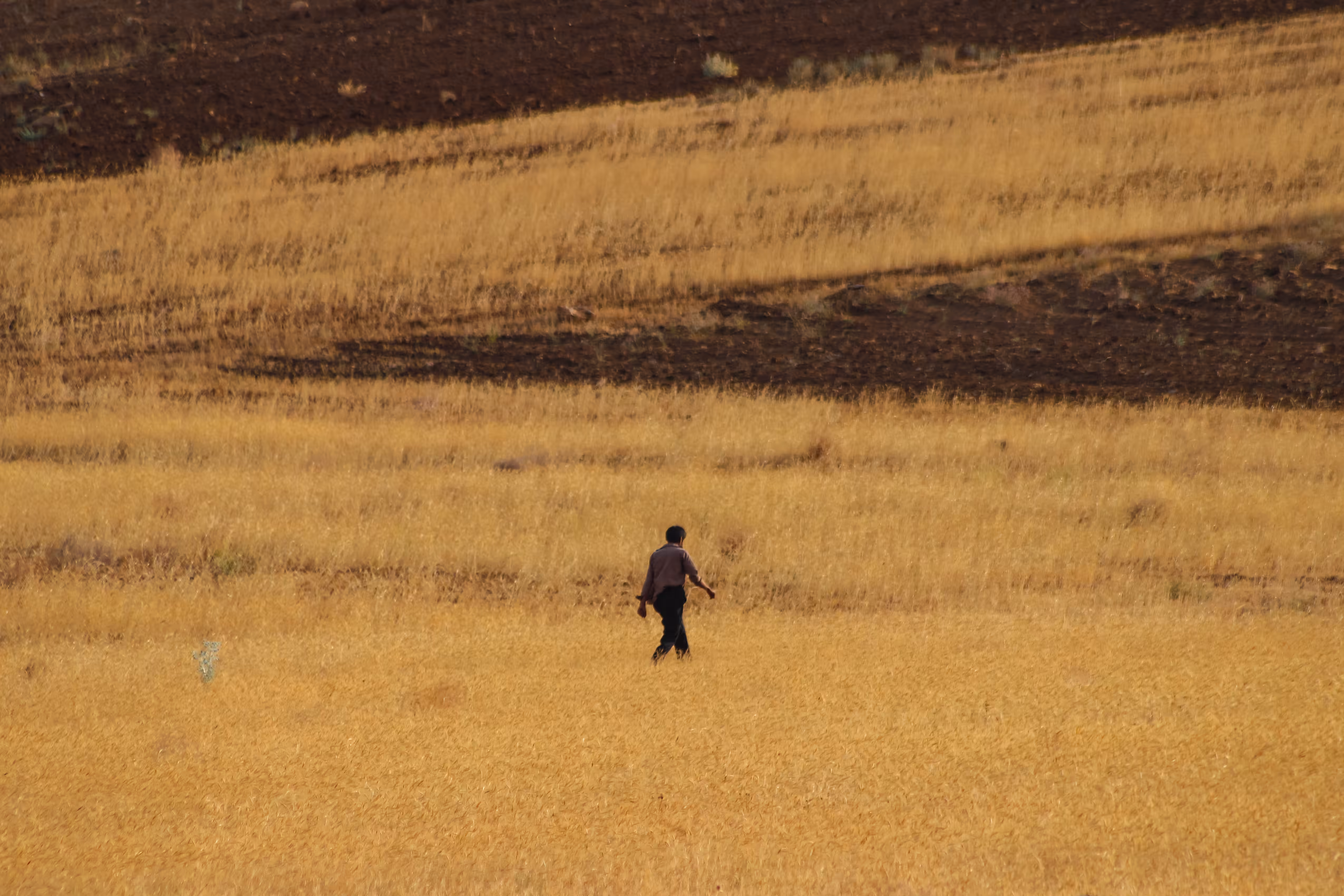 Shepherd