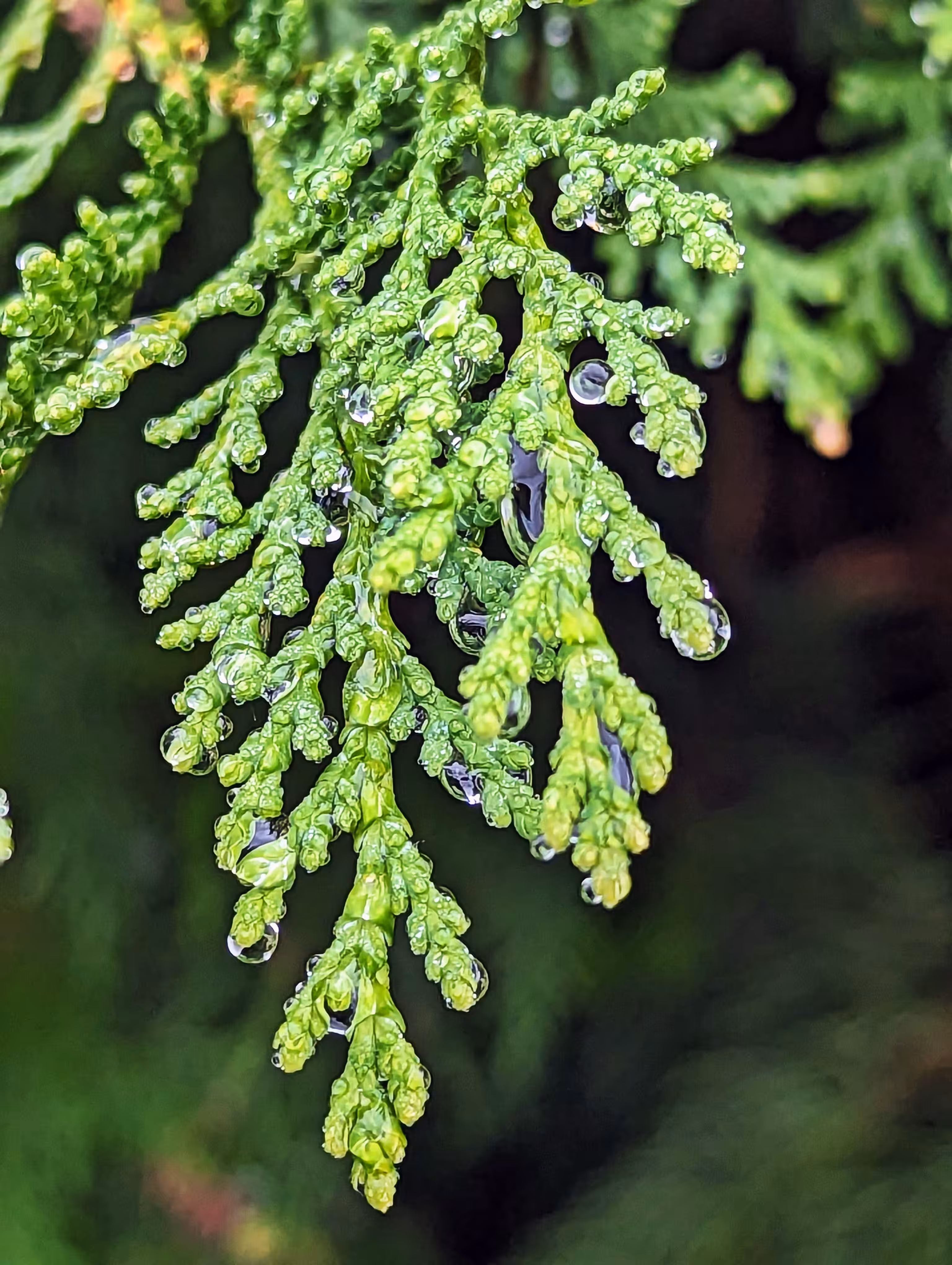 Droplets