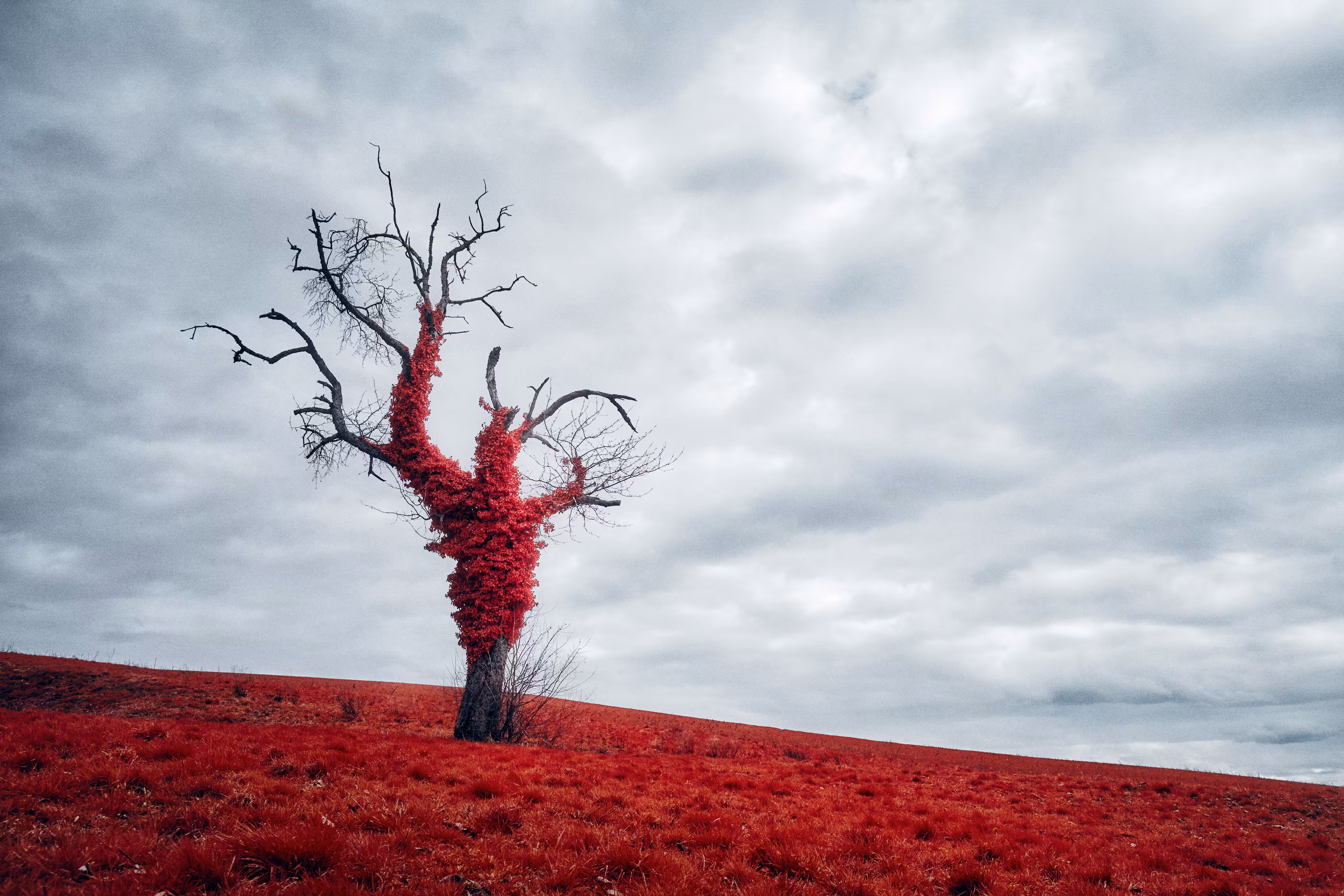 Wrapped In Red
