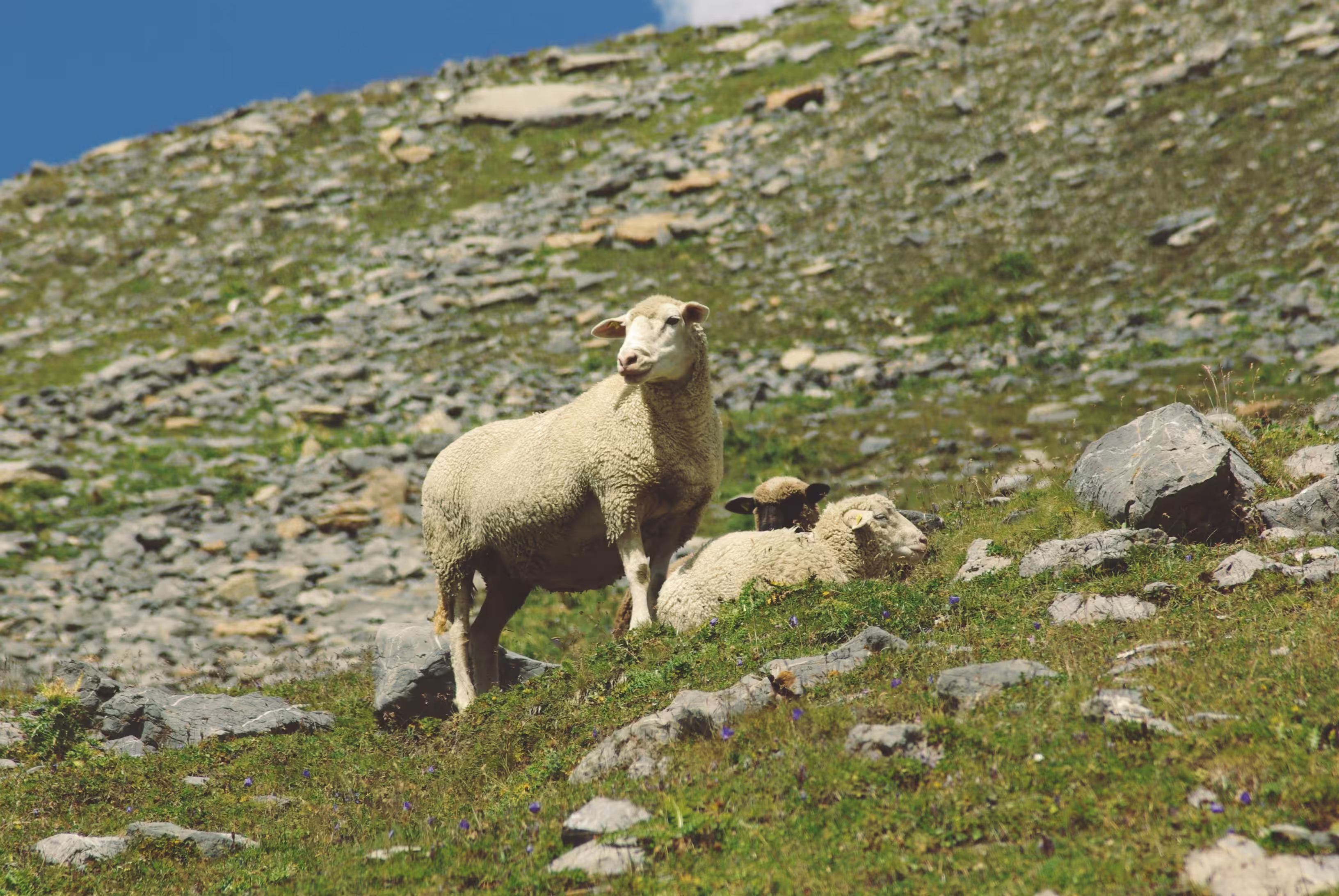 Seeking a Shepherd