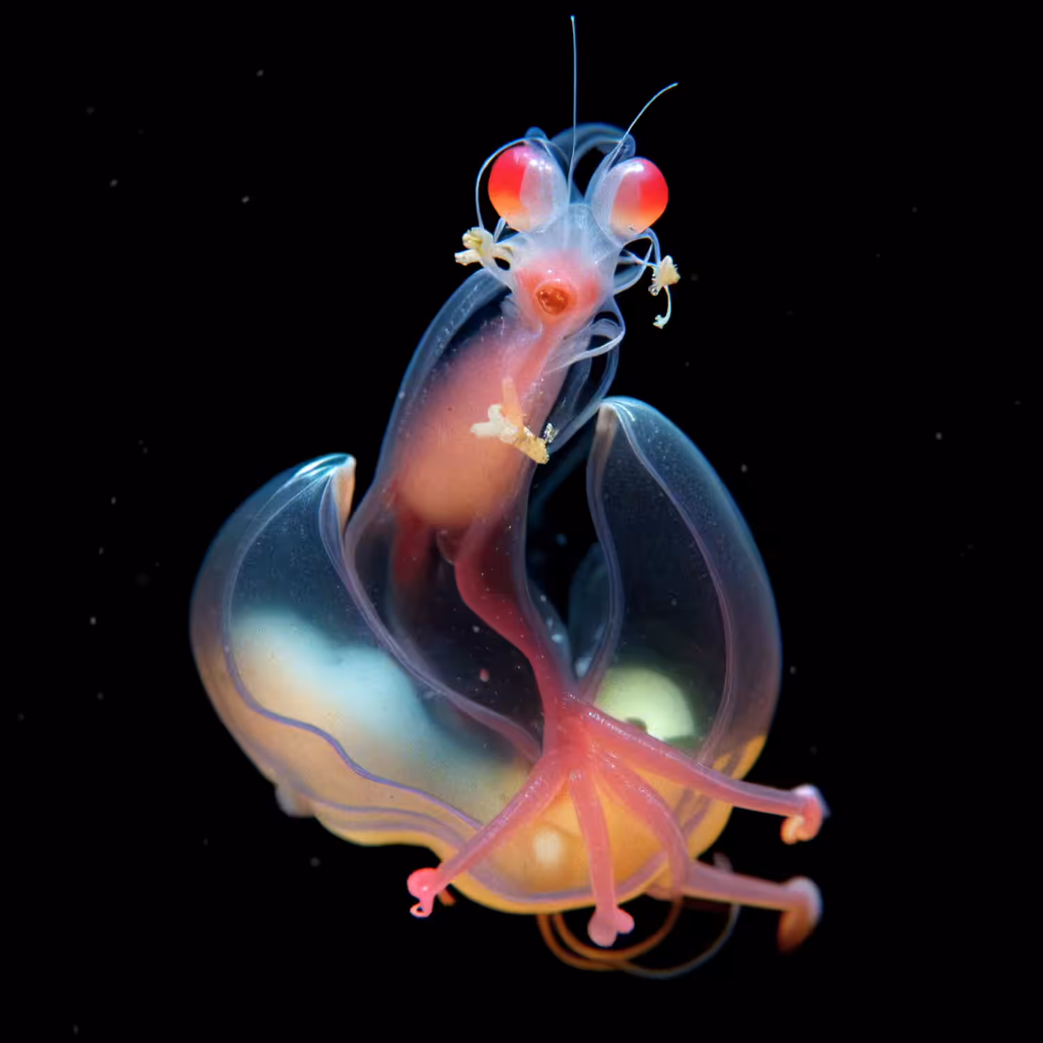 Serenus Fluctus