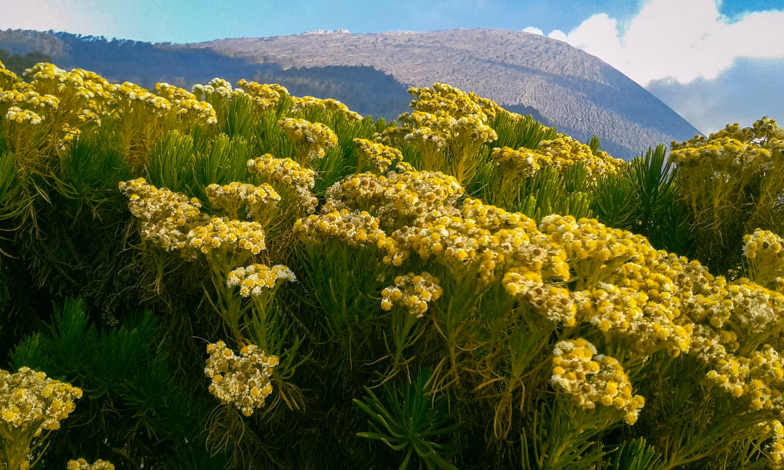 Anaphalis Javanica Flowers