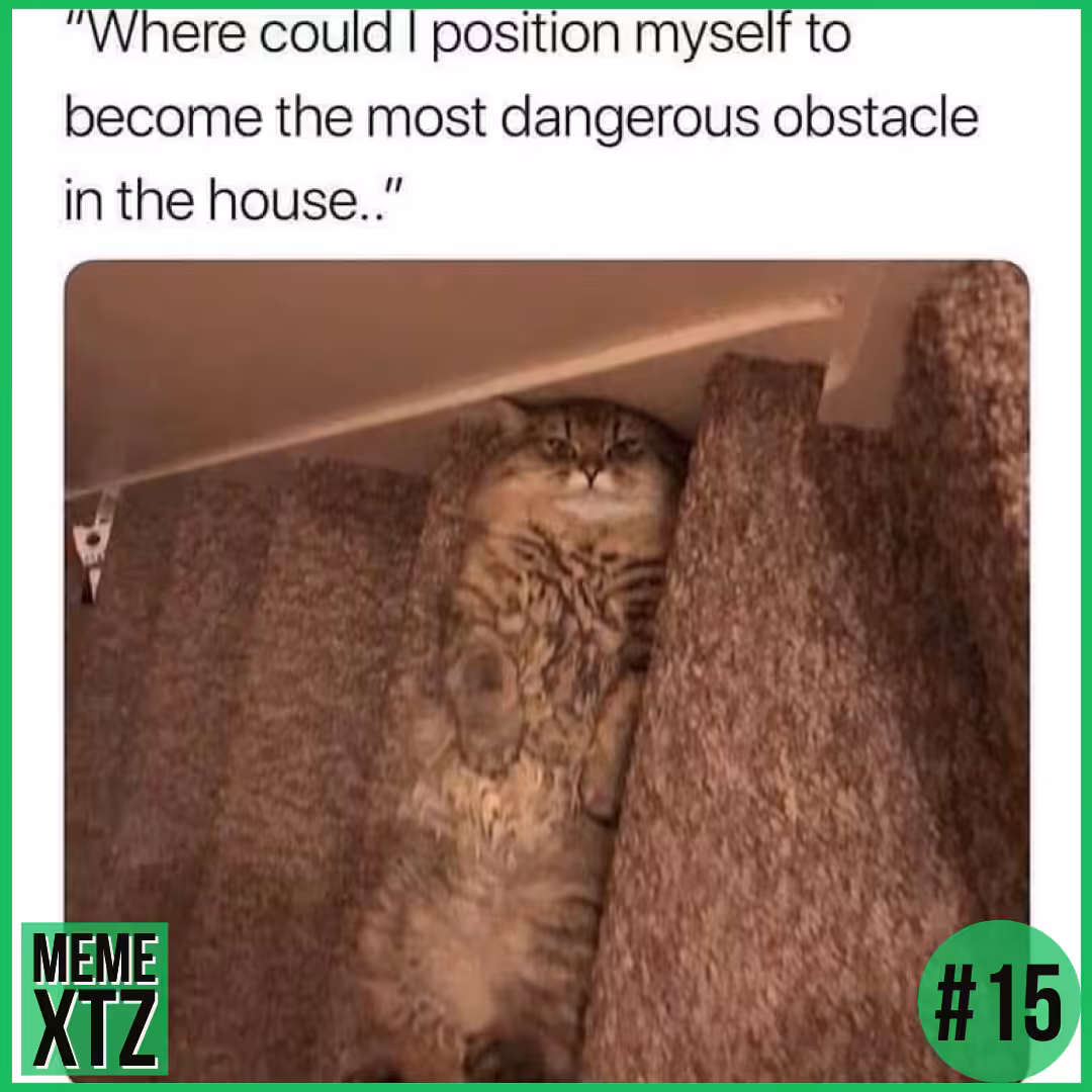 MEME XTZ #15