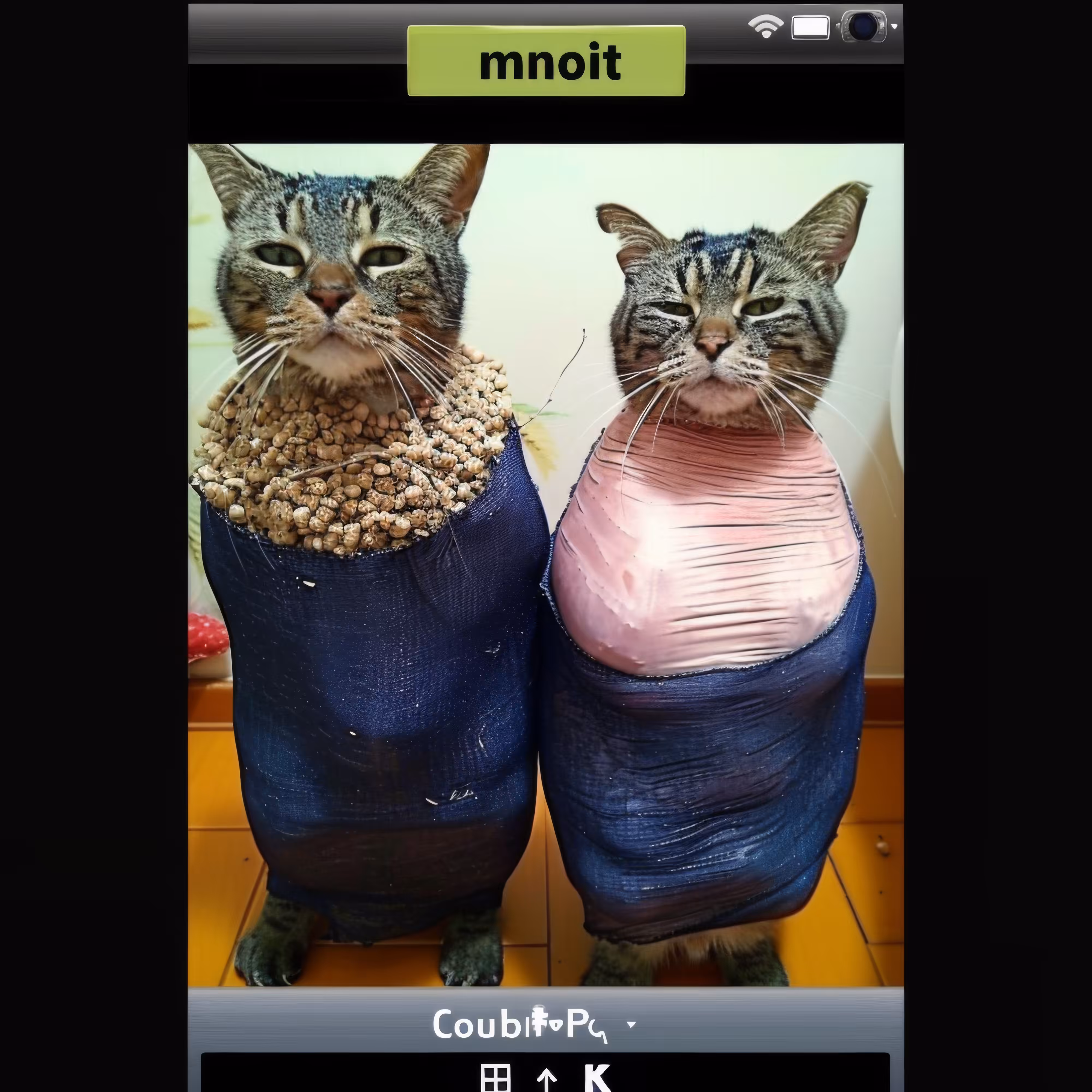BAD JPEGs: Cool-Cats-and-Kittens