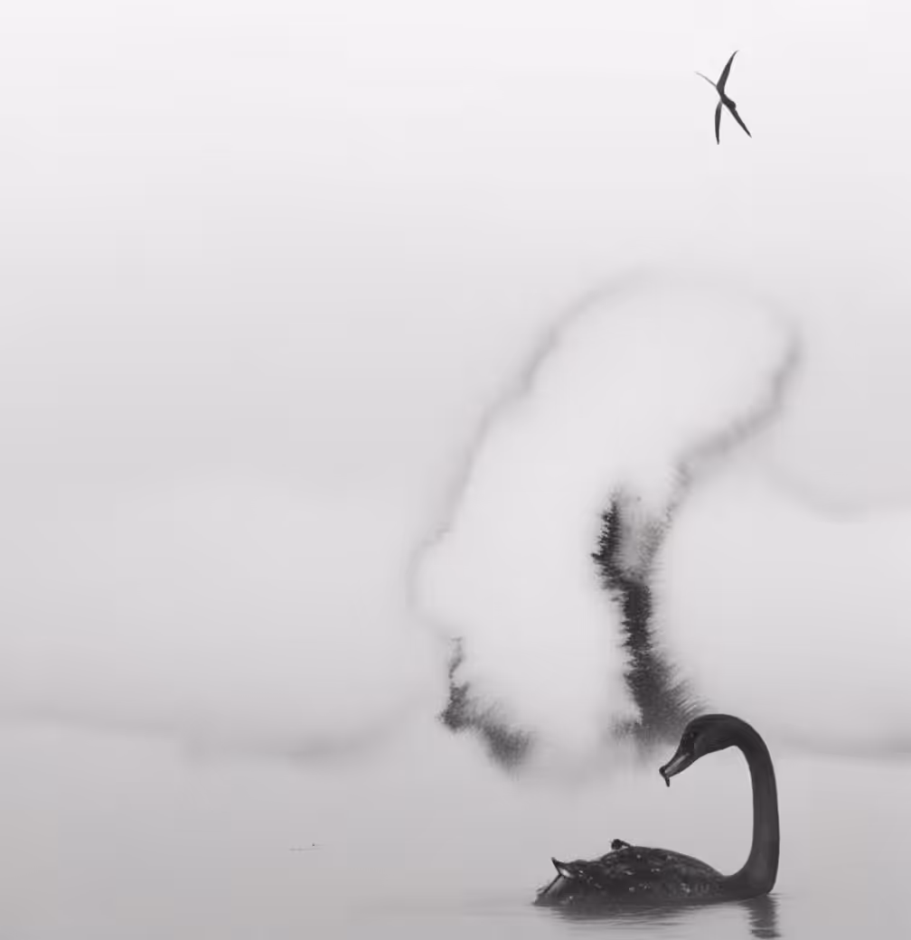 Two Swans