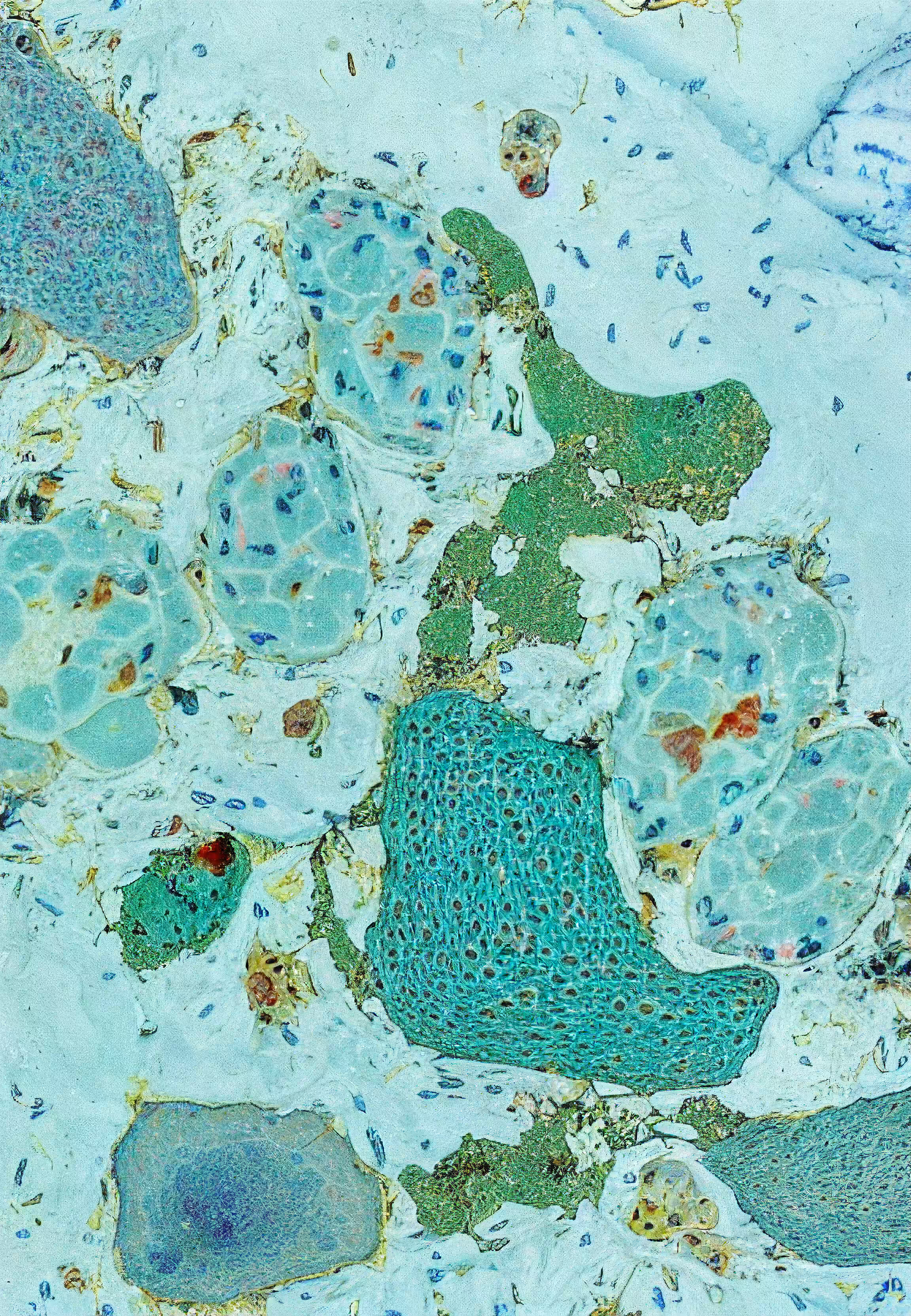 Histologia In Silico #54