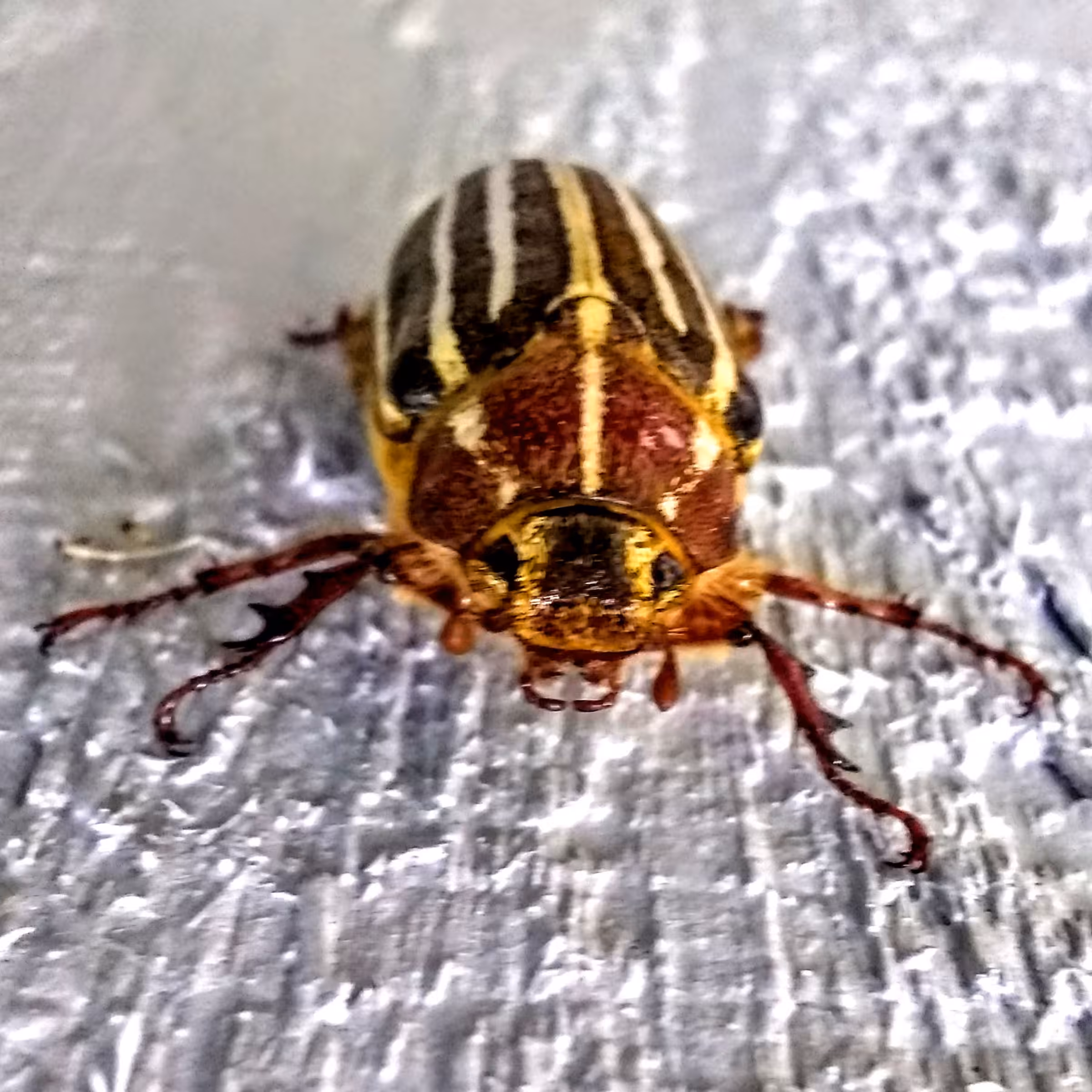 Bug #3