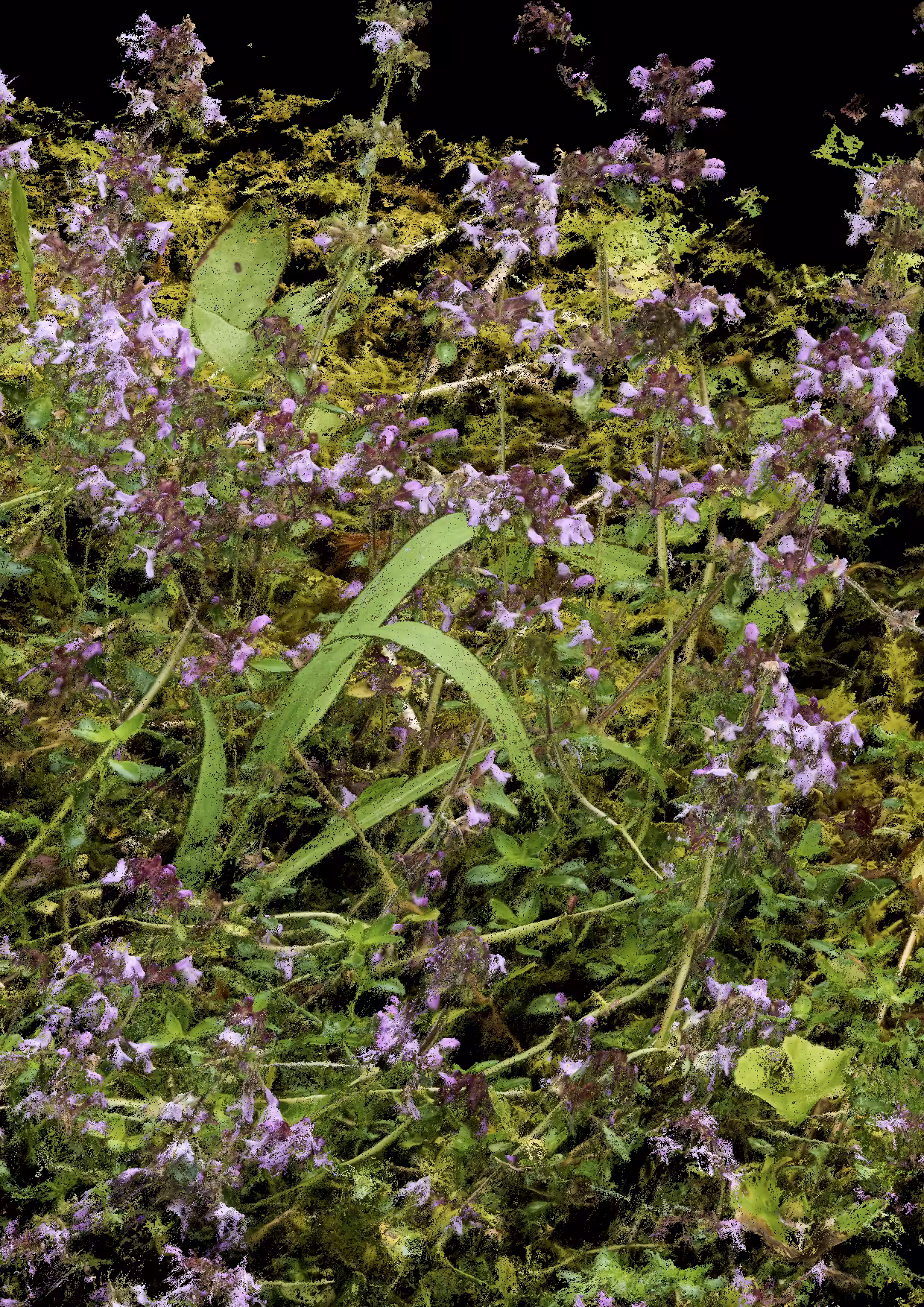 Overgrowth 0042