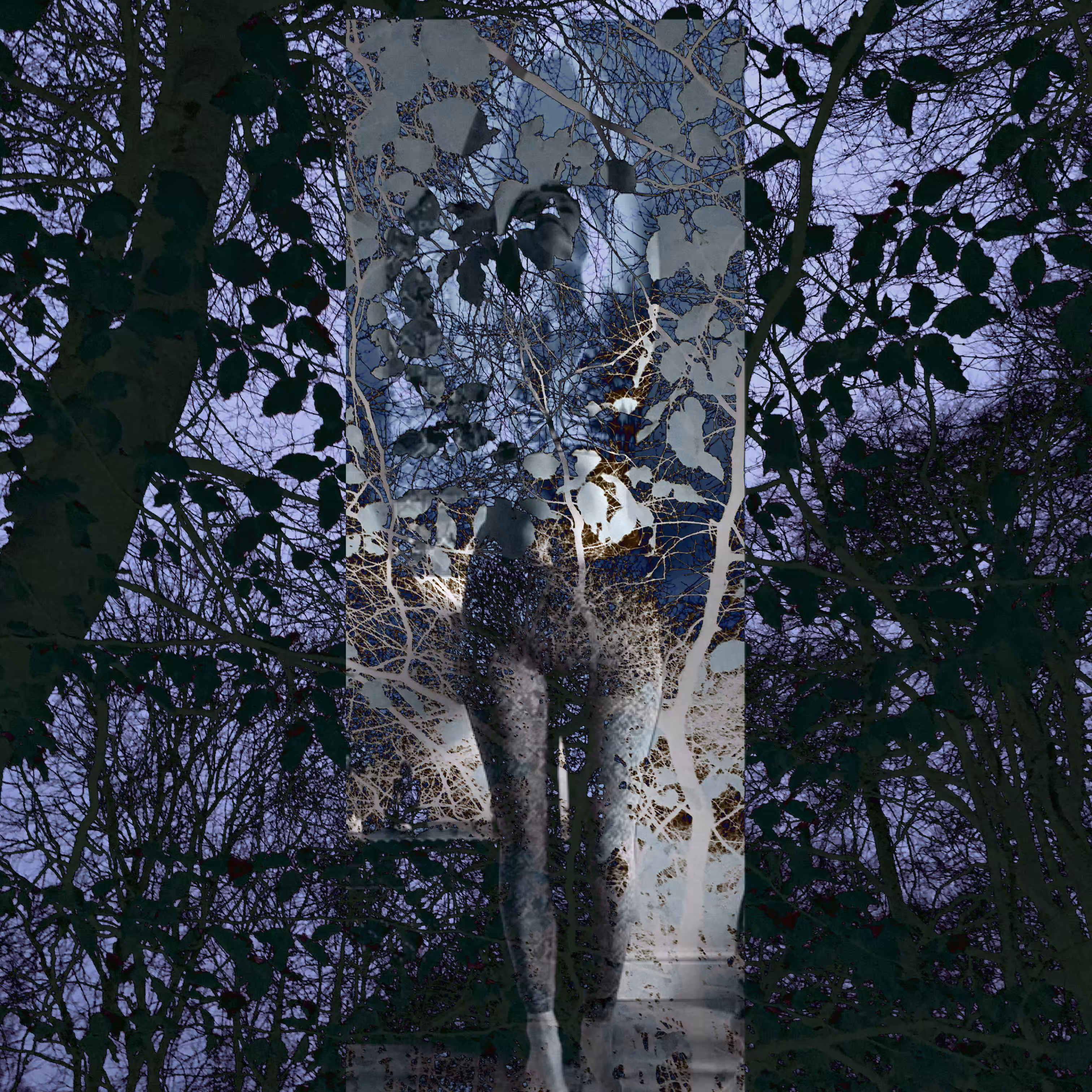 Dark Forest #17