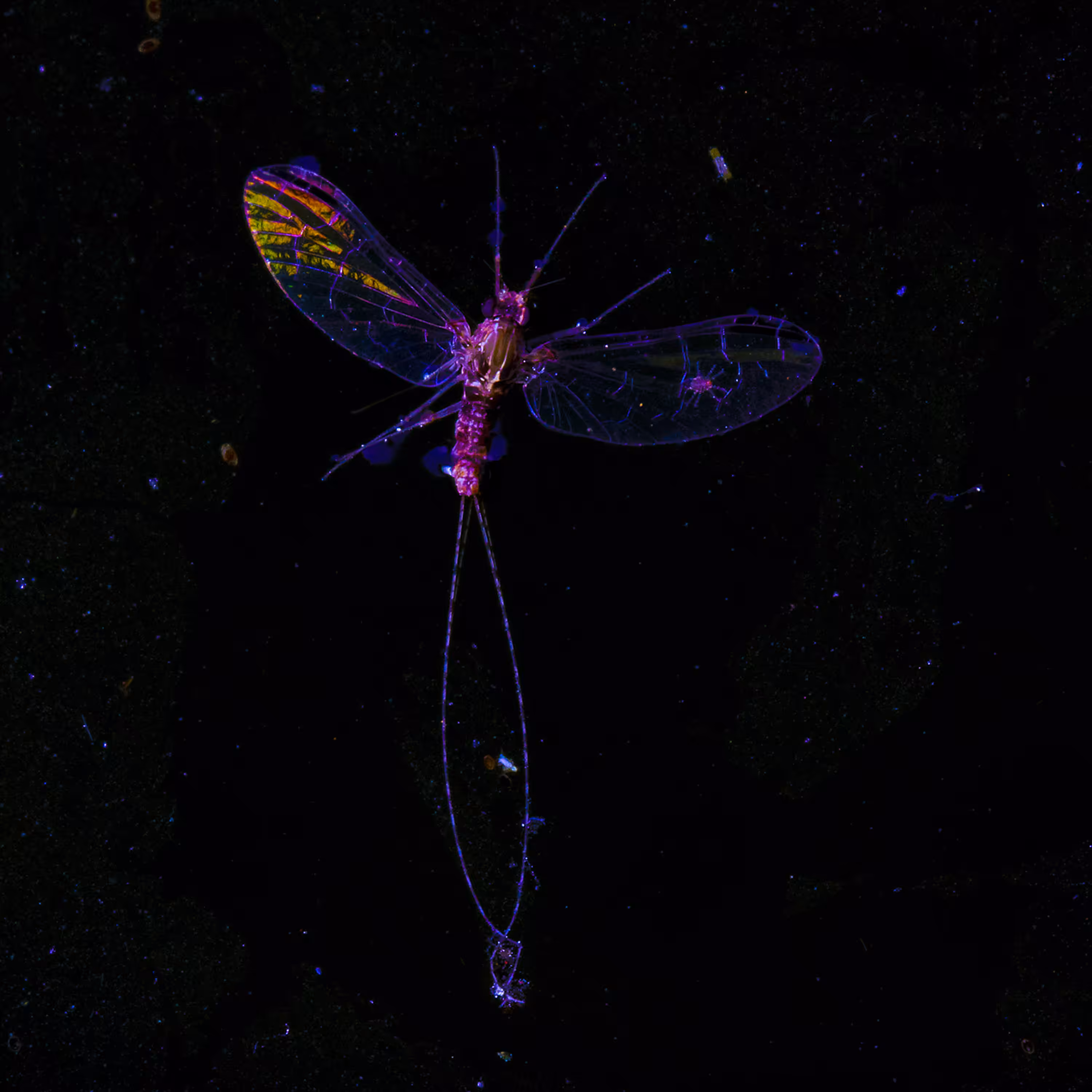 Mayfly 