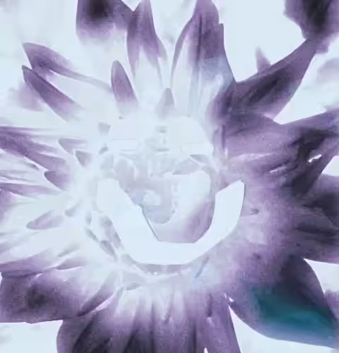 Dahlia ghost x1