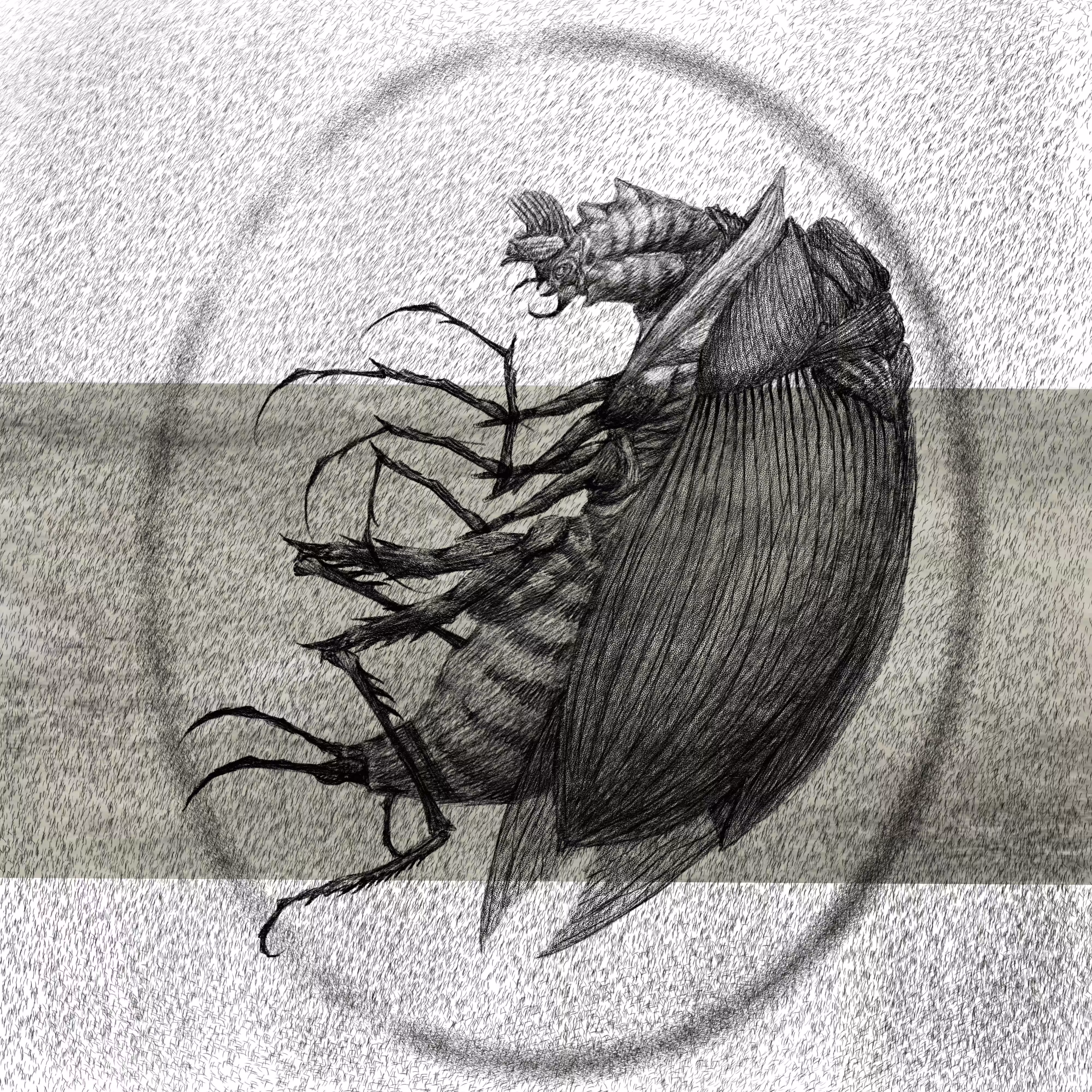 CHICKEN-HEAD BEETLE