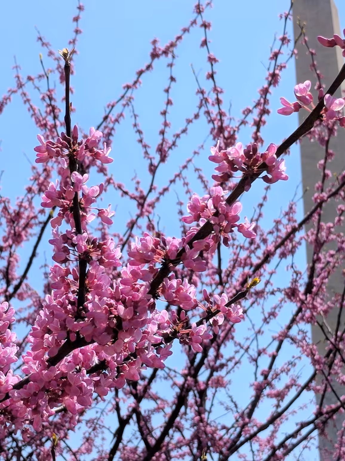 Cherry Blossoms