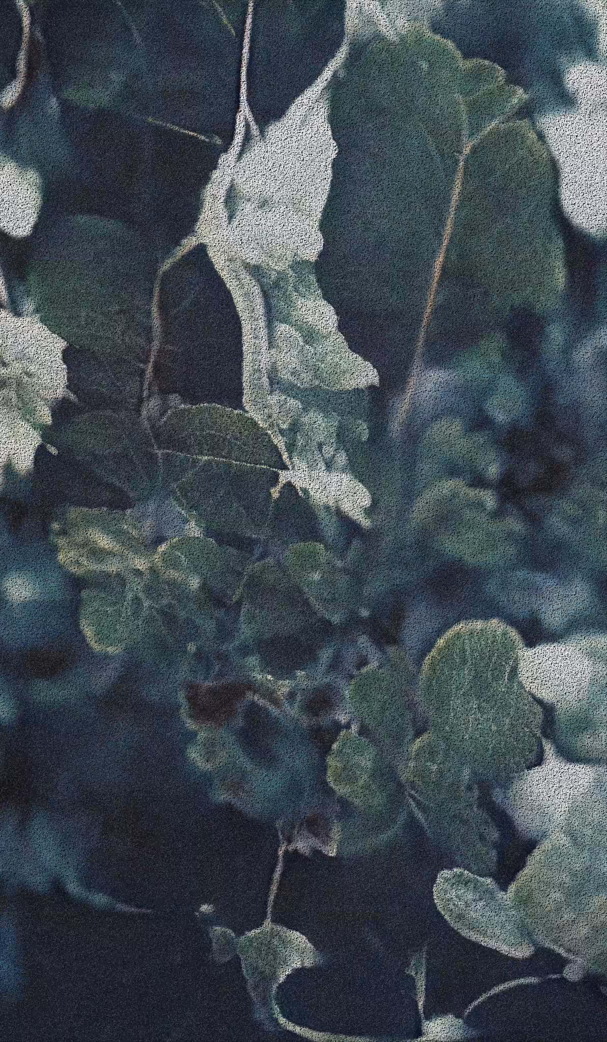 APPARATUS-VITIS: Apparatus Vitis #50
