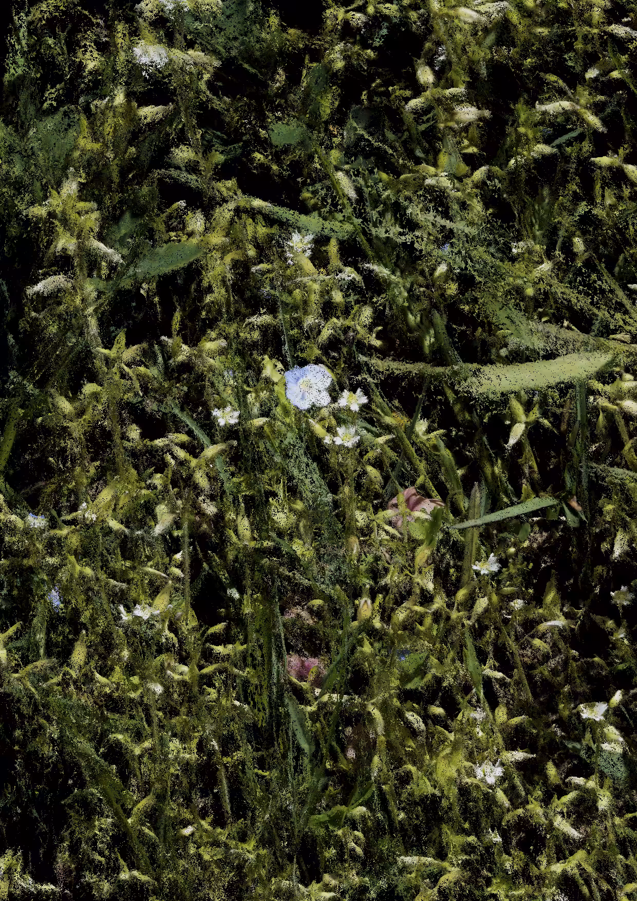 Overgrowth 0049