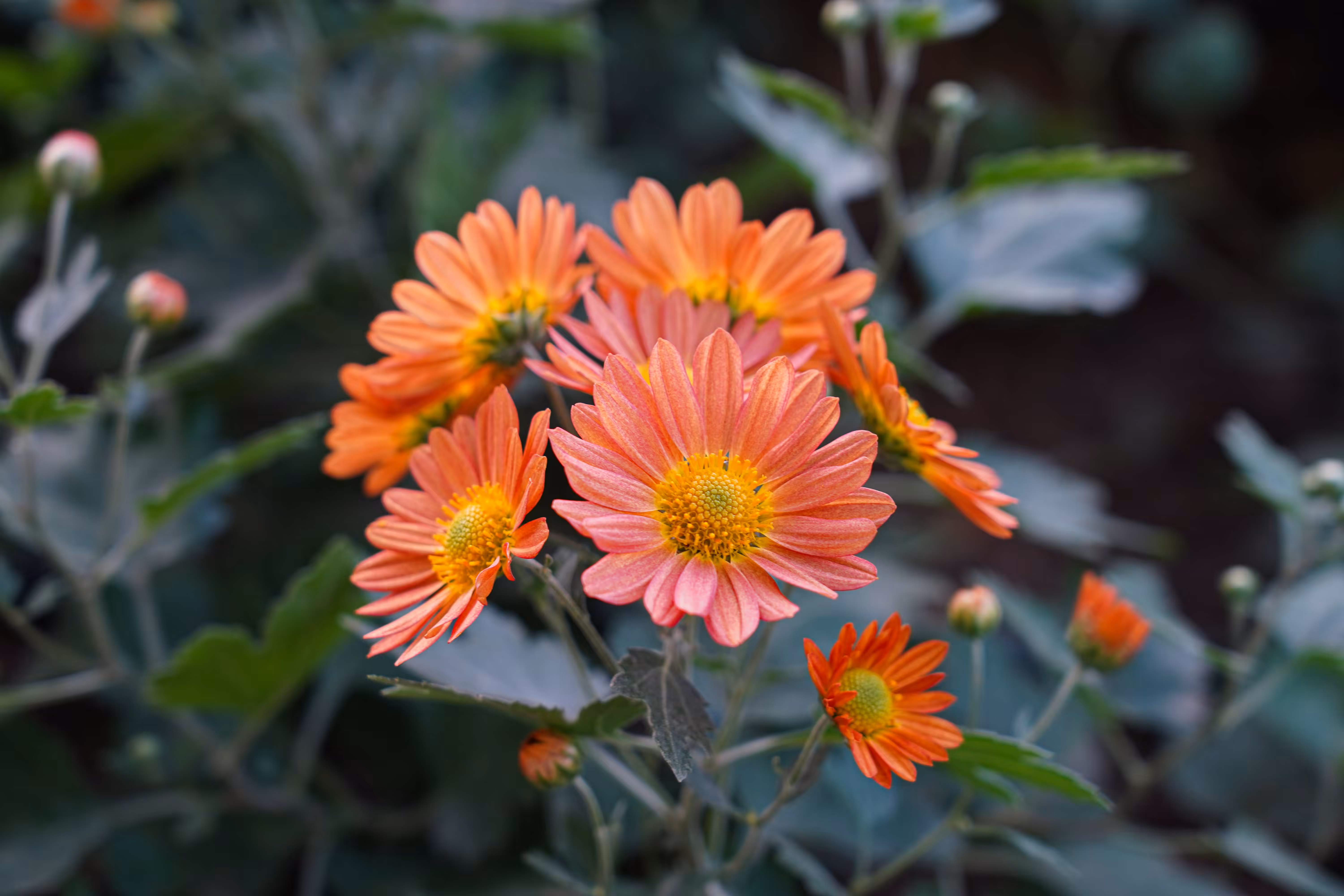 flowers: Orange Smile