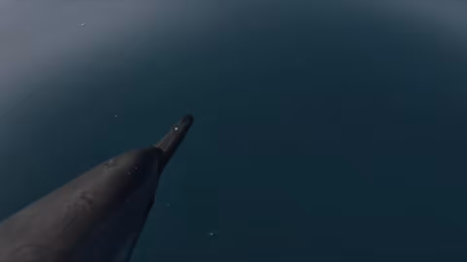Majestic Dolphin Video #2