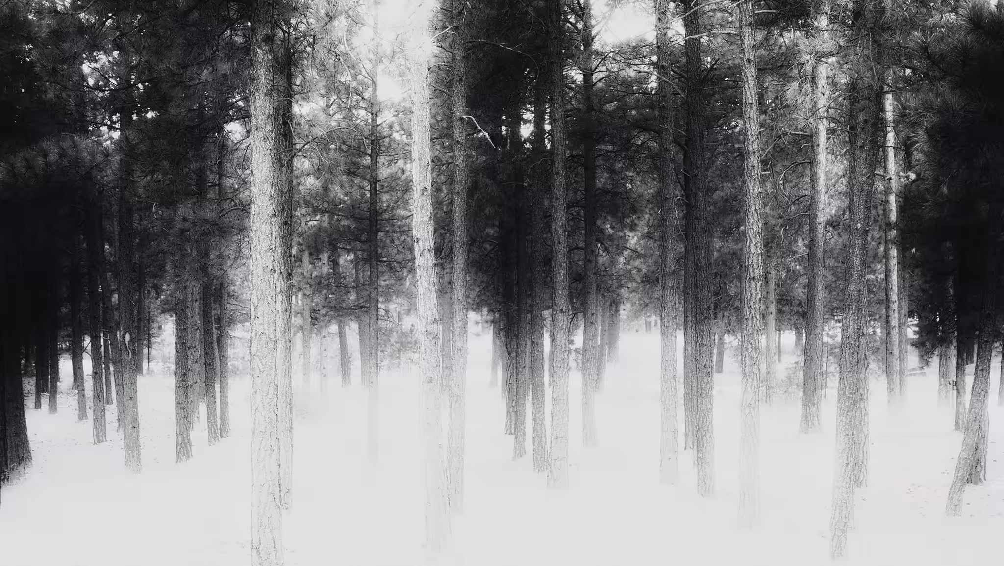 Dark Forest