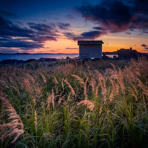 In the Tall Grass