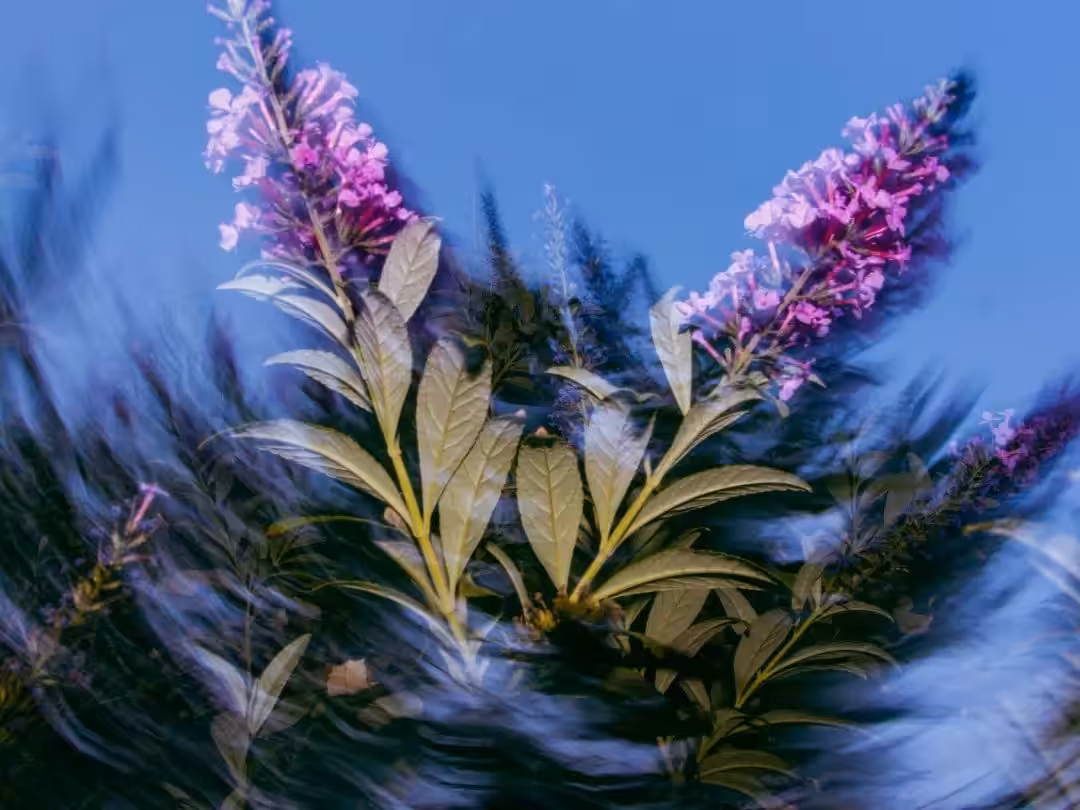 Purple dream