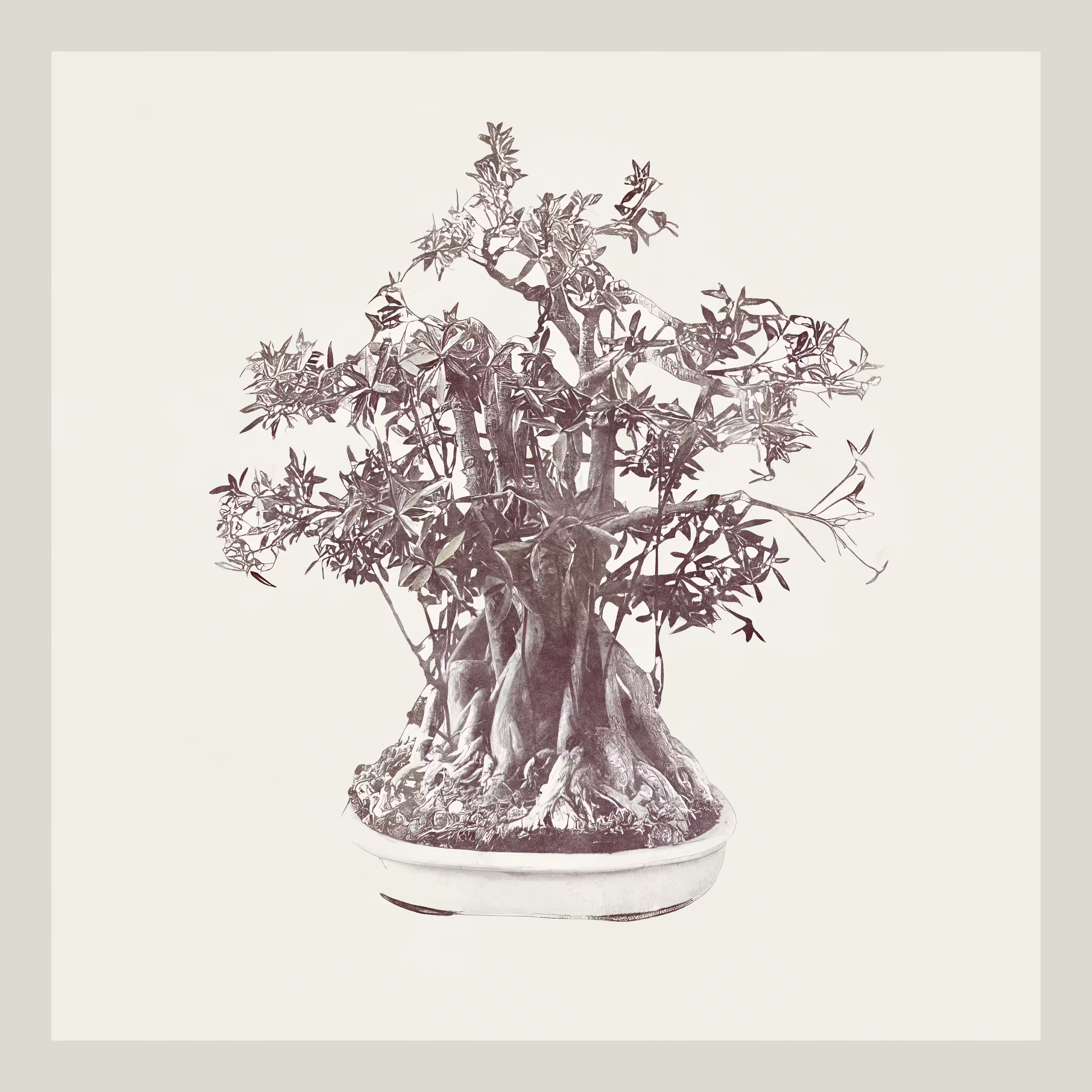 Ficus Nerifolia Bonzai generative tree