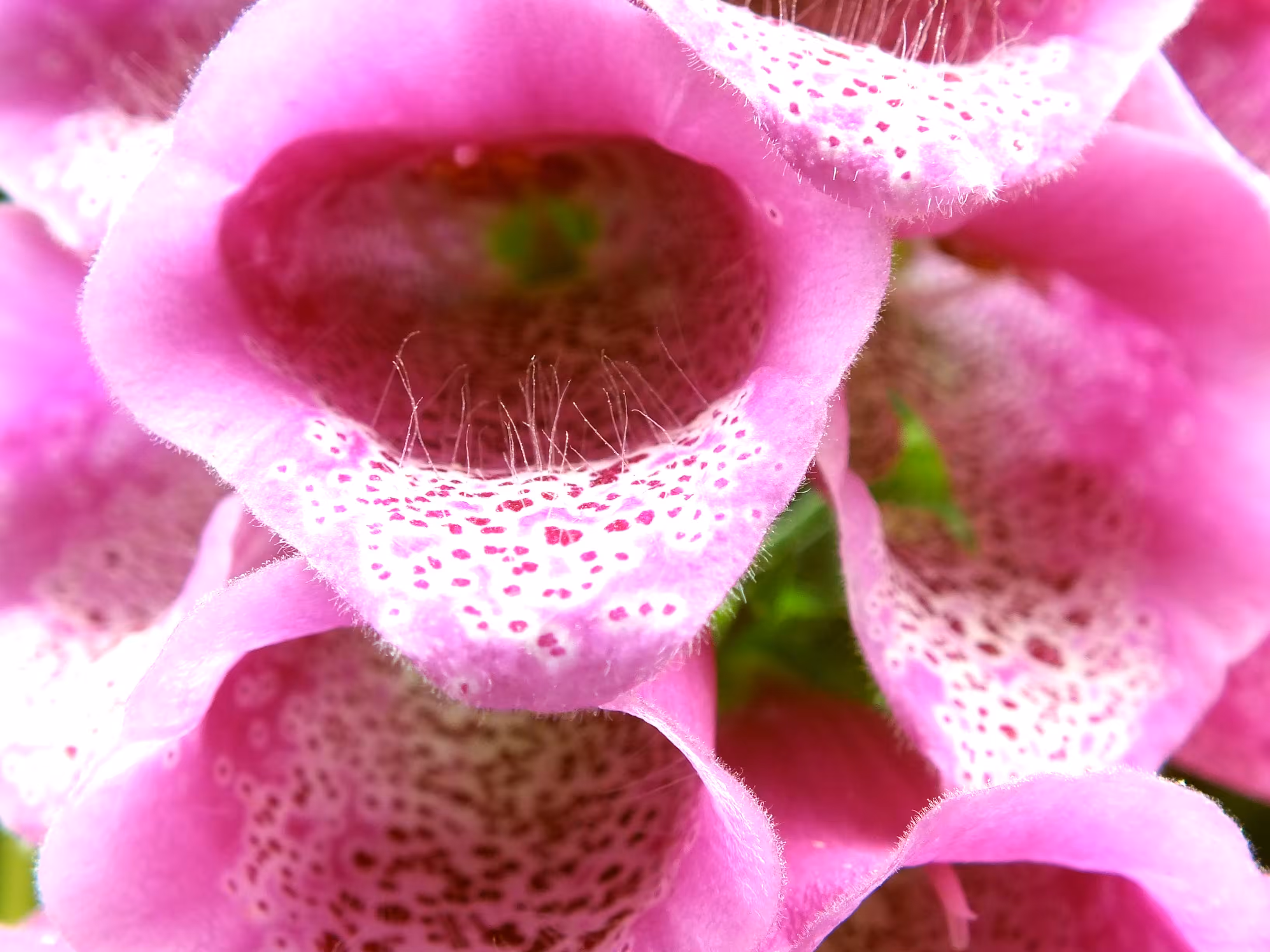 Digitalis