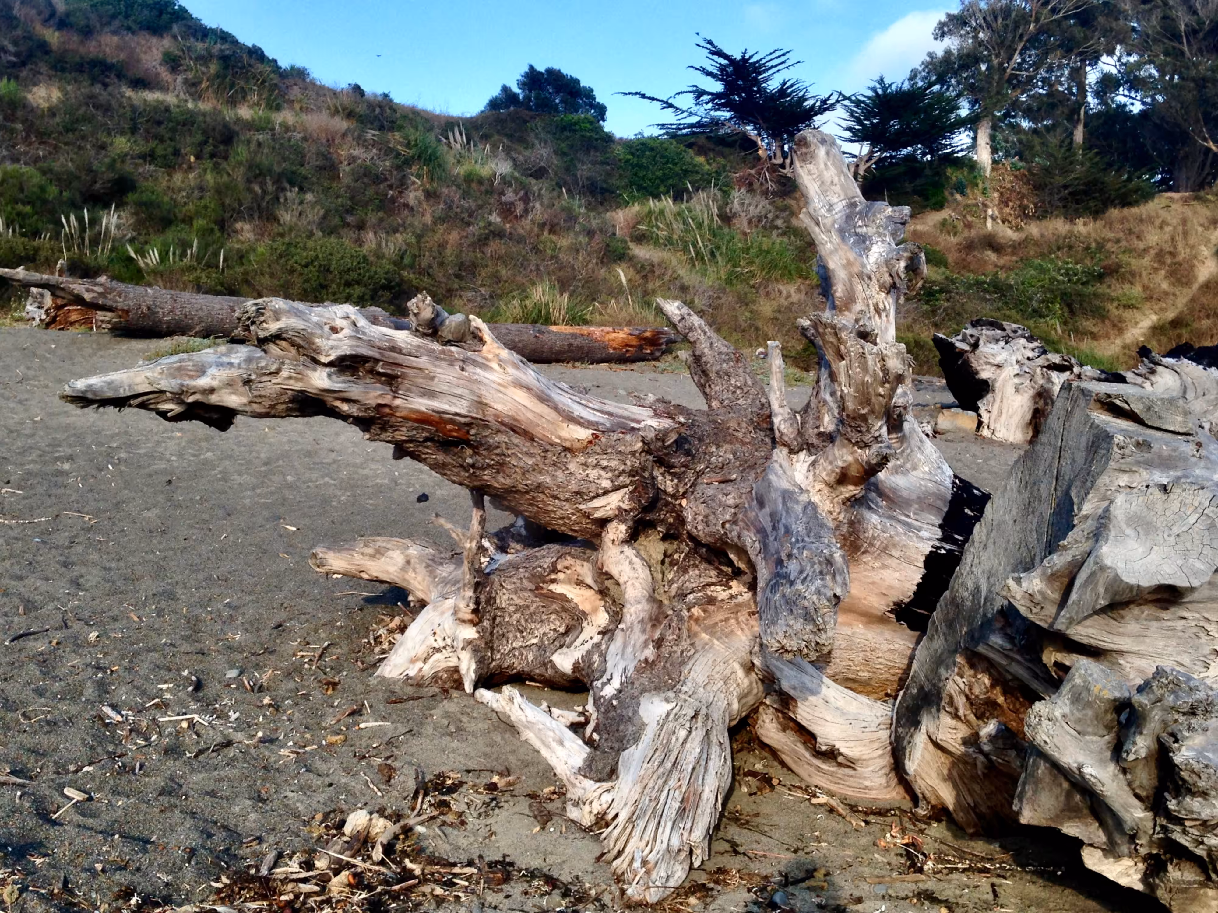 Drift Wood Noyo Beach