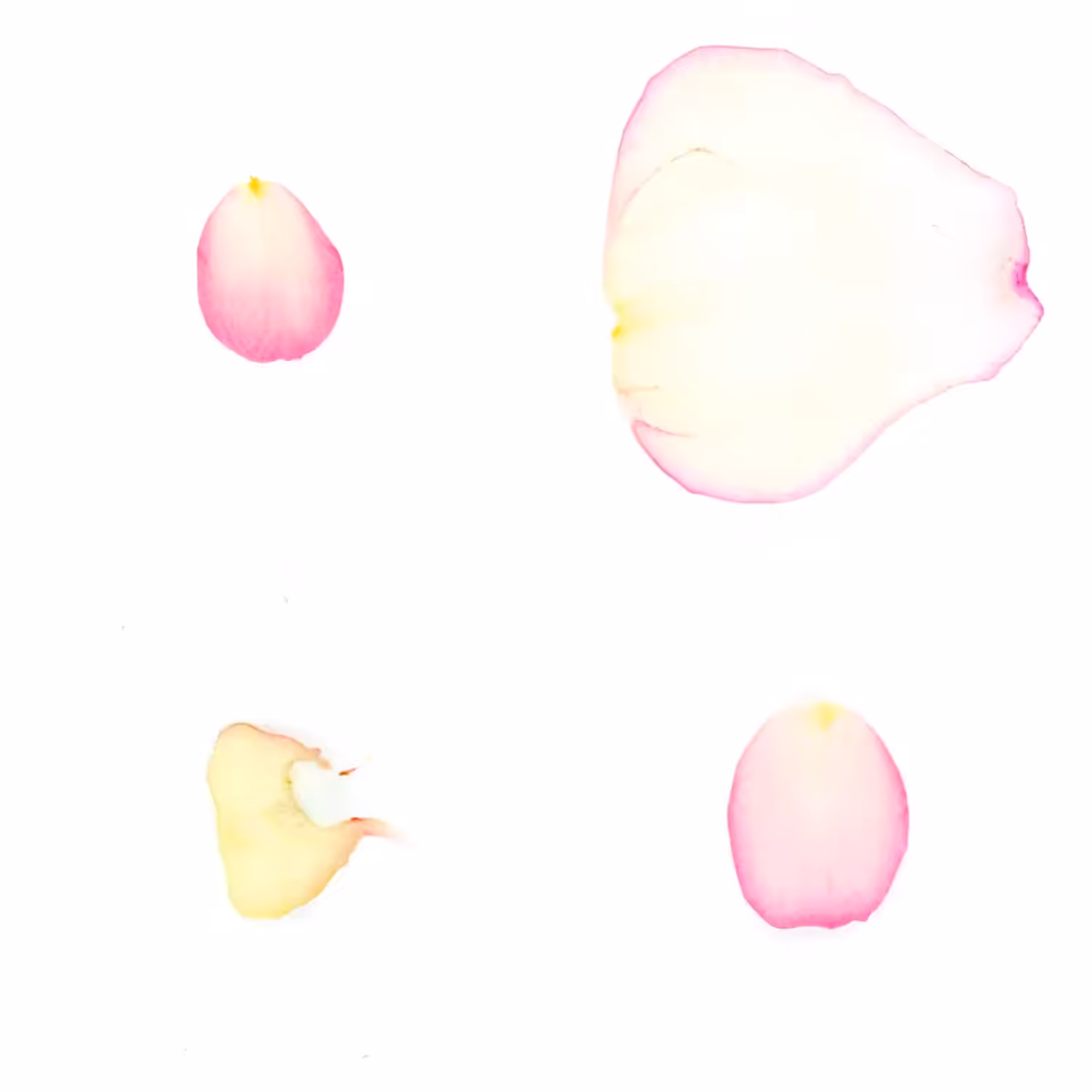 Infinite Petals 2x2#20218