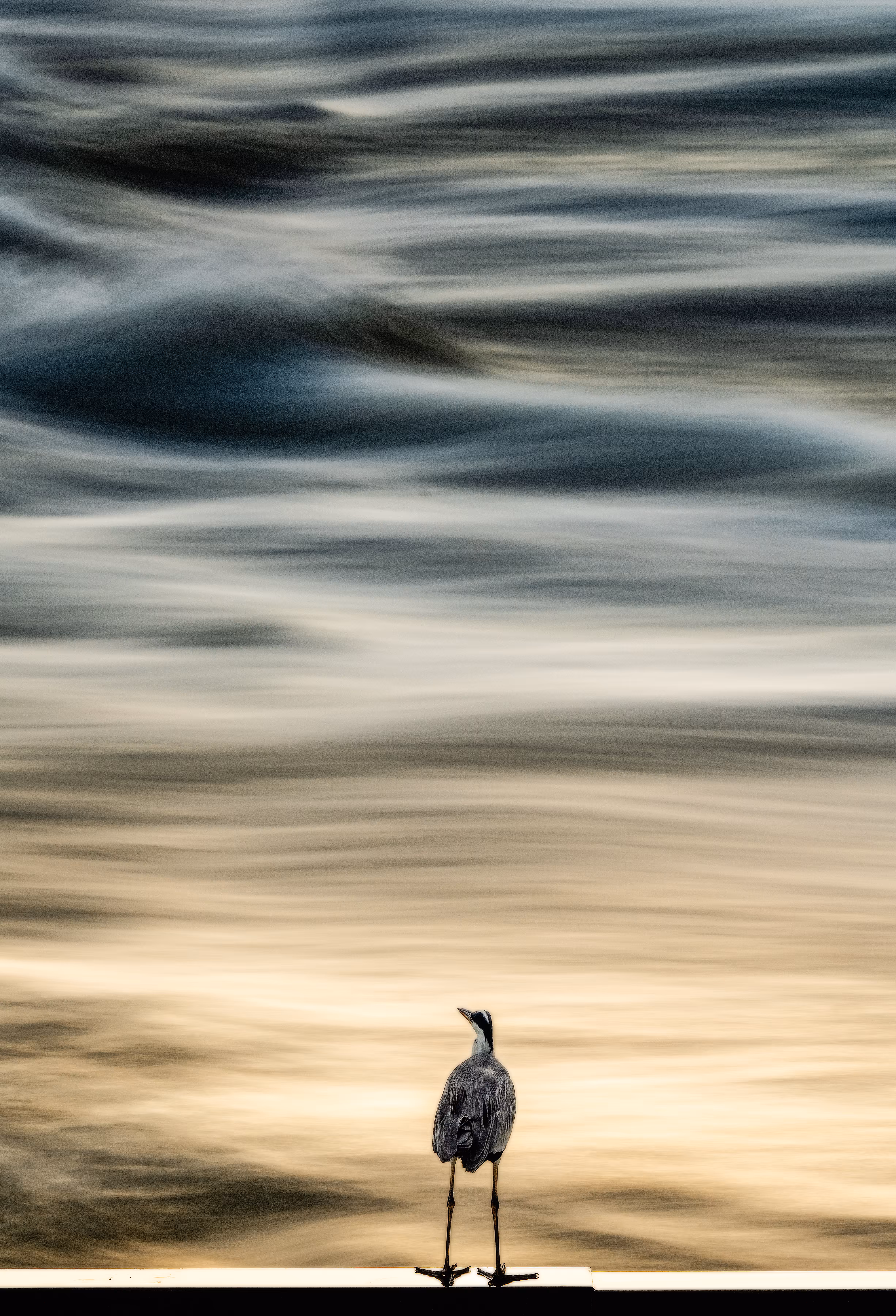 Gazing at the twilight heron