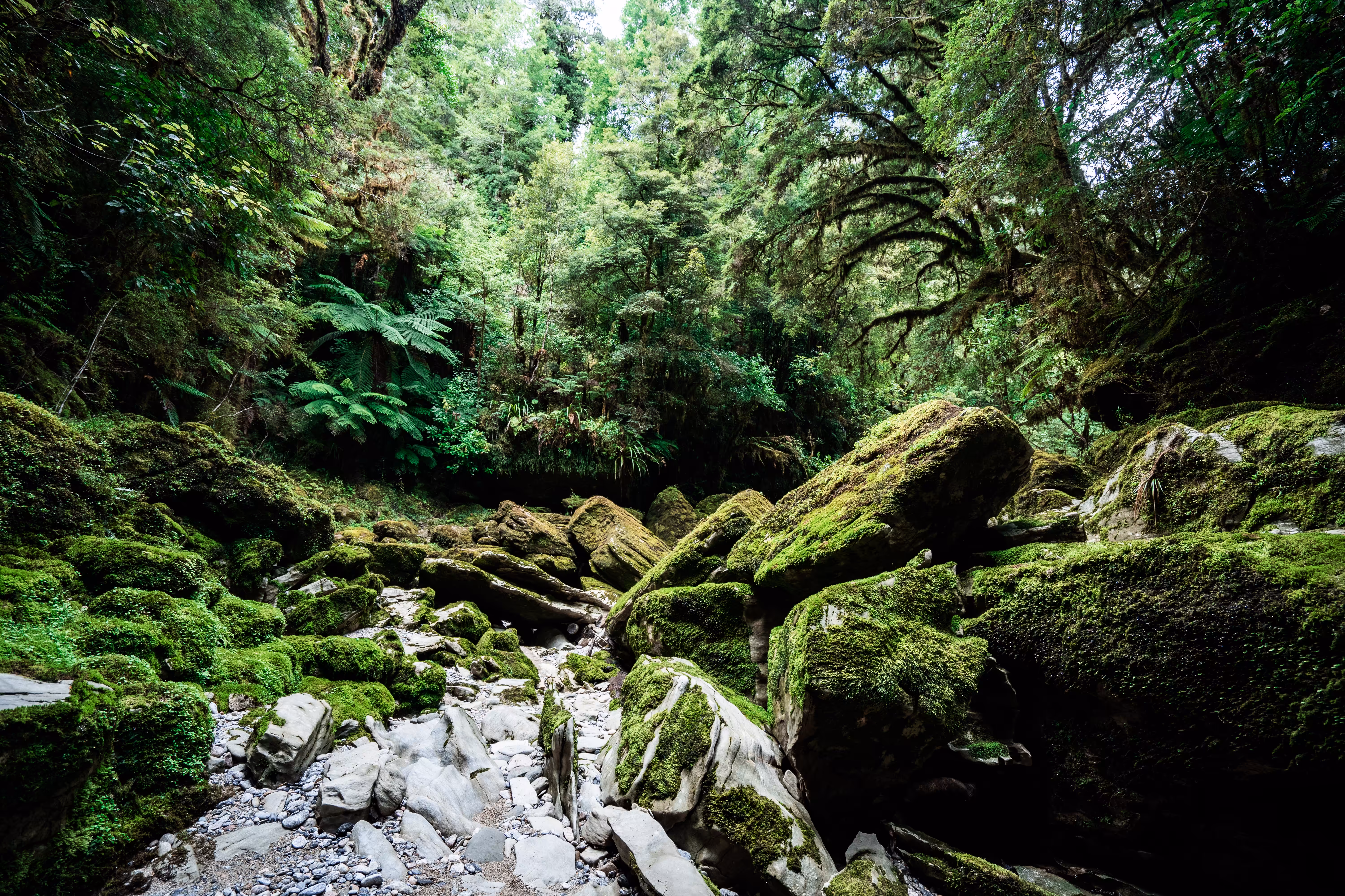 Punakaiki_Tahi