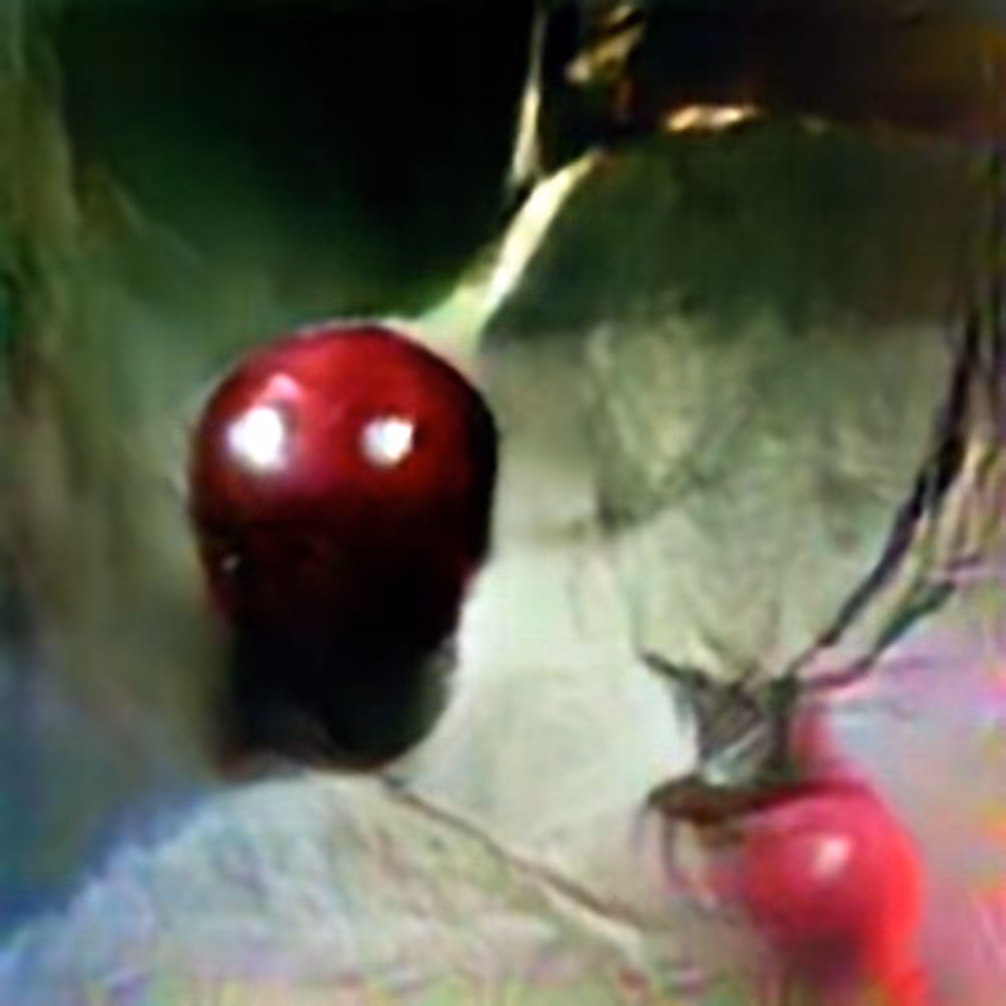 Cherry #2 (Corpus: Still Life Objects of the Renaissance)