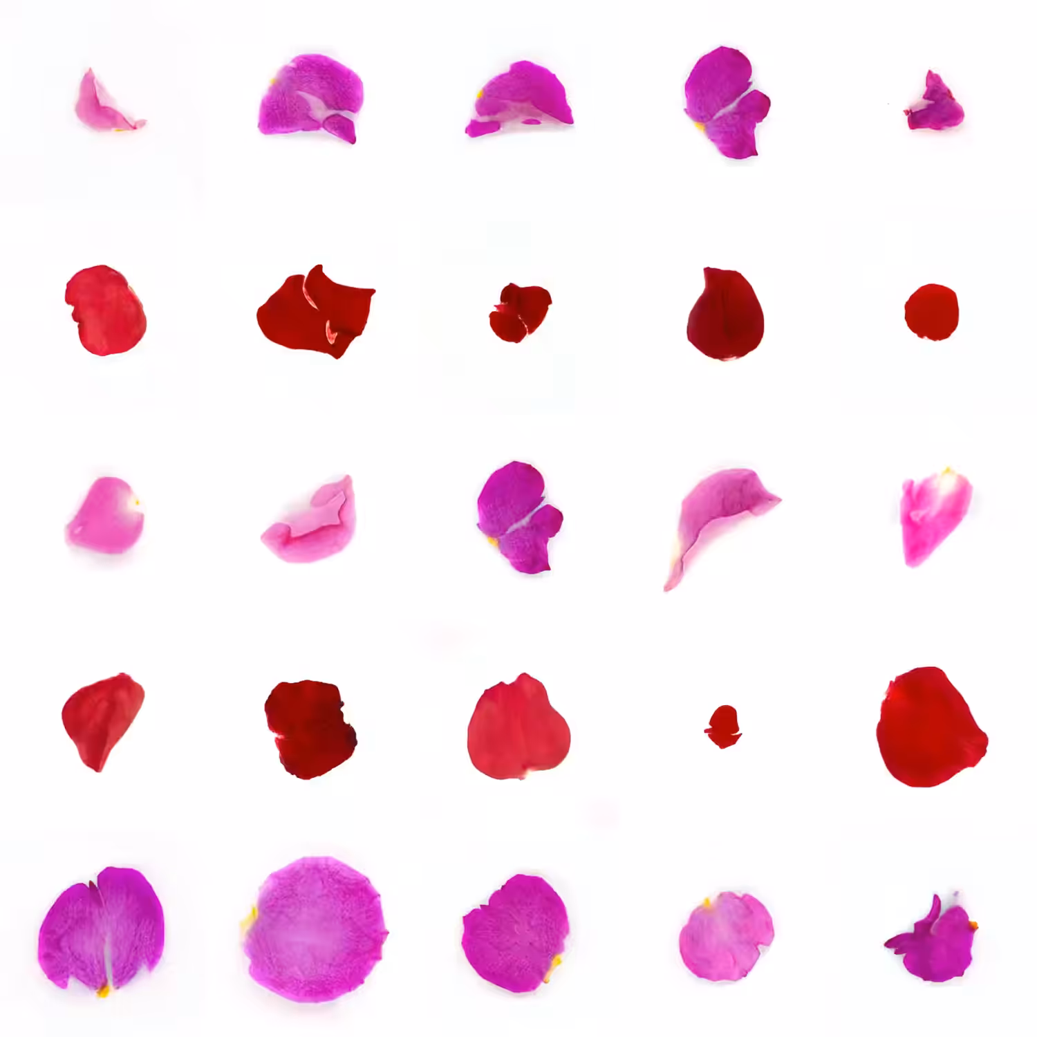 Infinite Petals 5x5#20335