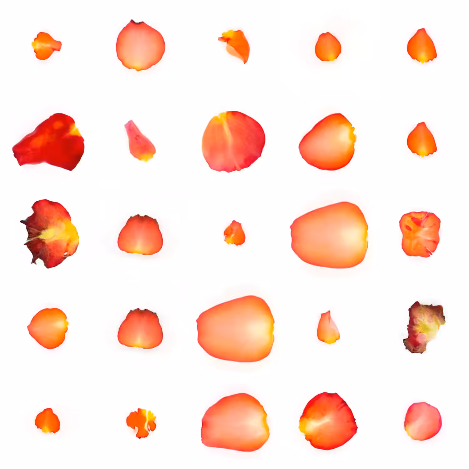 Infinite Petals 5x5#2454