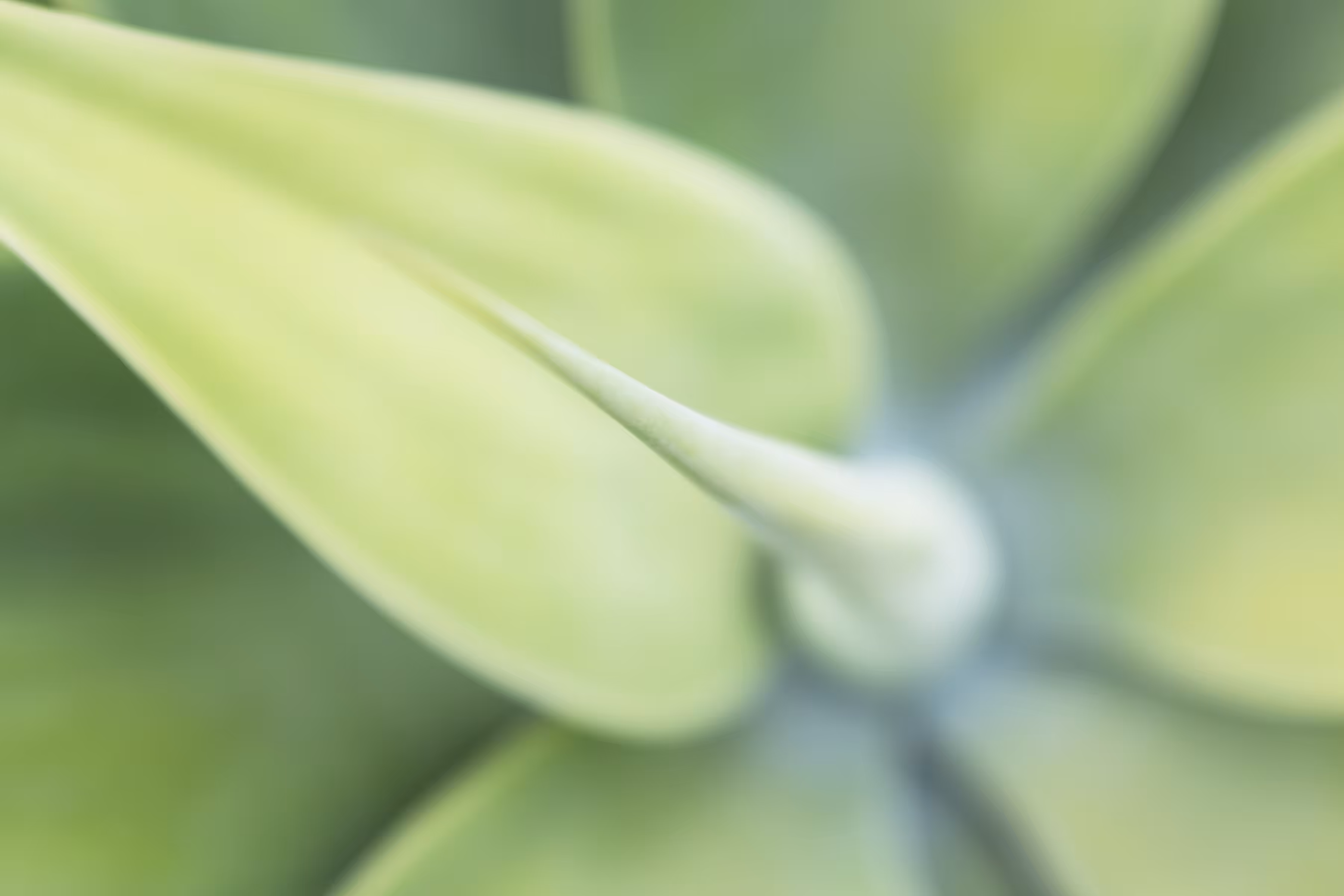 Agave Attenuata Nova