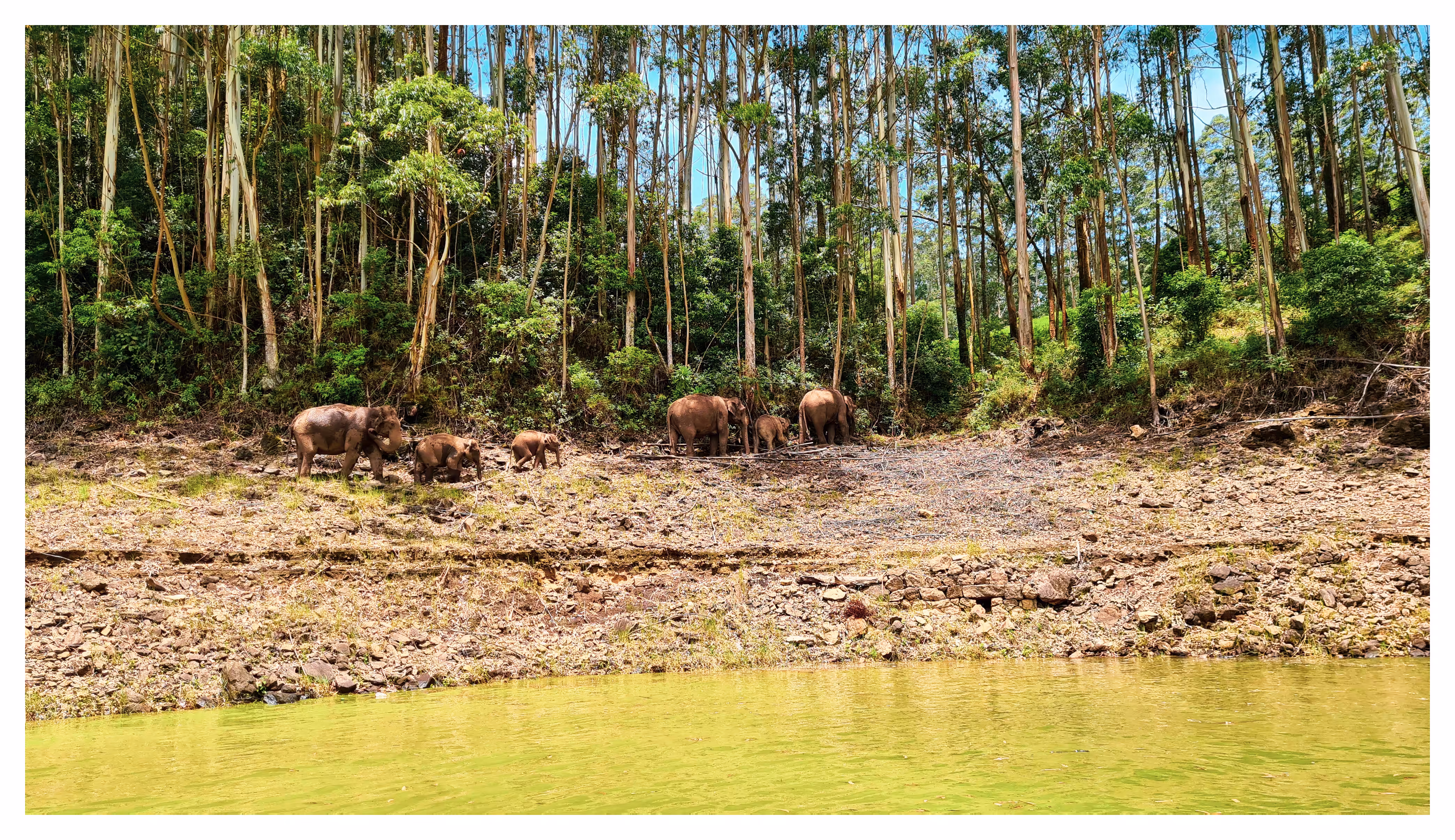 WildScape II